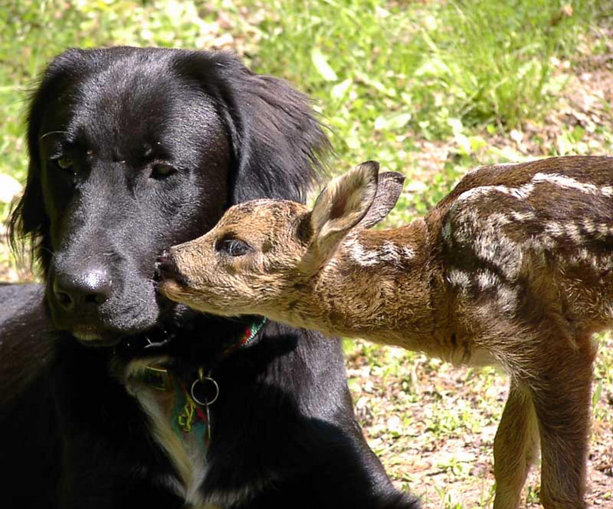 Waisenkind sucht anschlu 6013135177 o