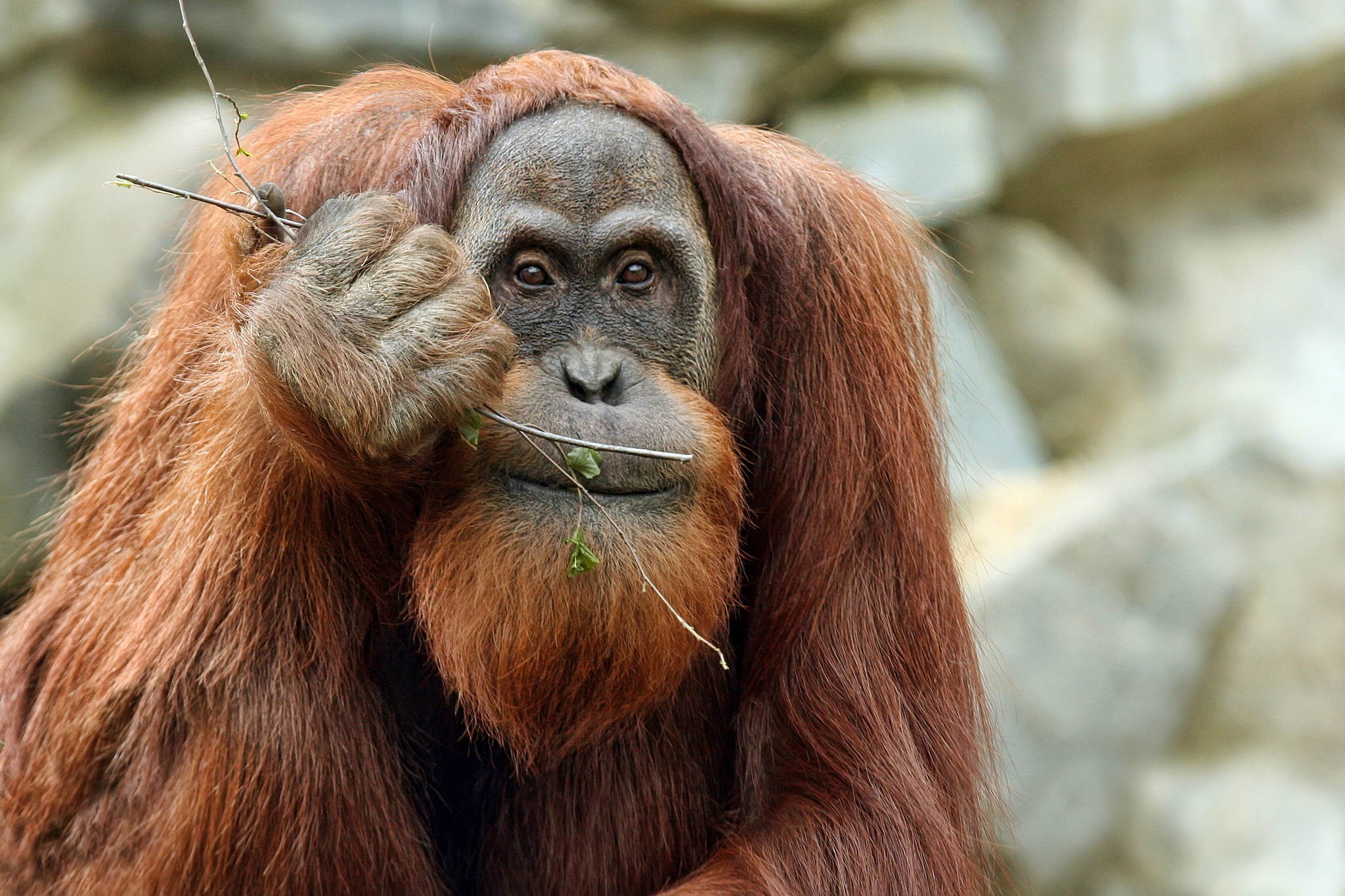 Waldmensch 13991919563 o