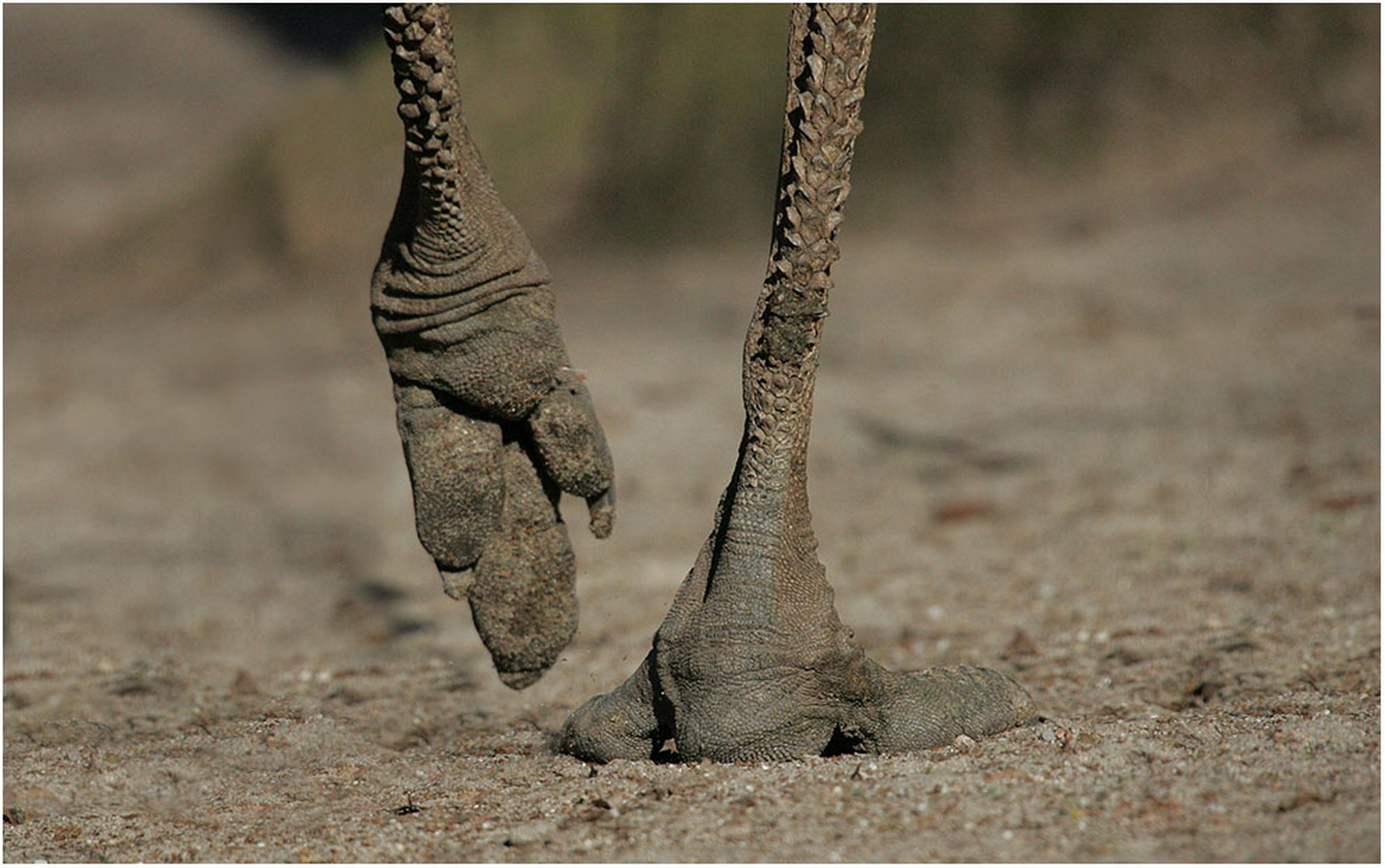 Walkbird 6010389743 o