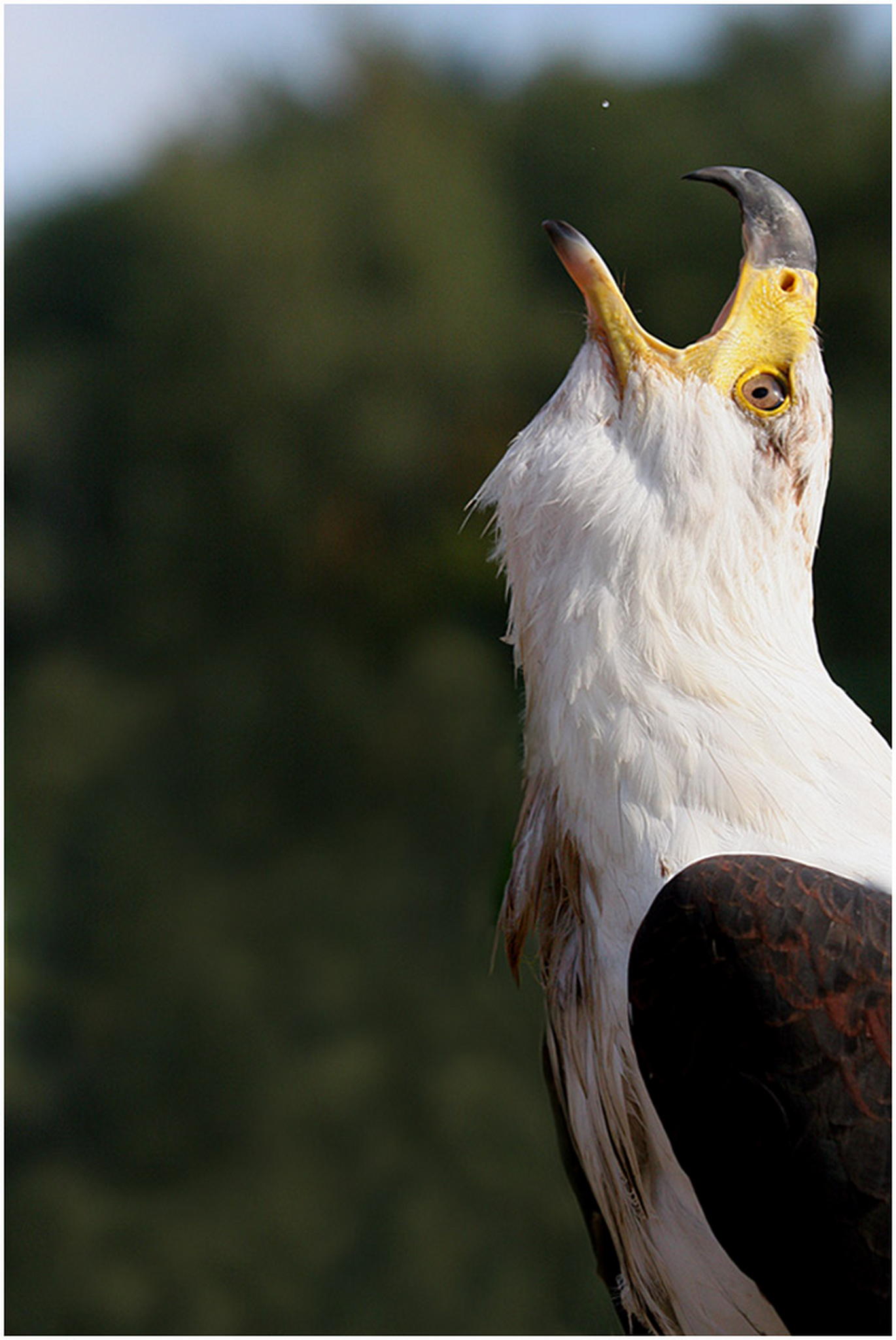 Was macht ein schreiseeadler 6010521633 o