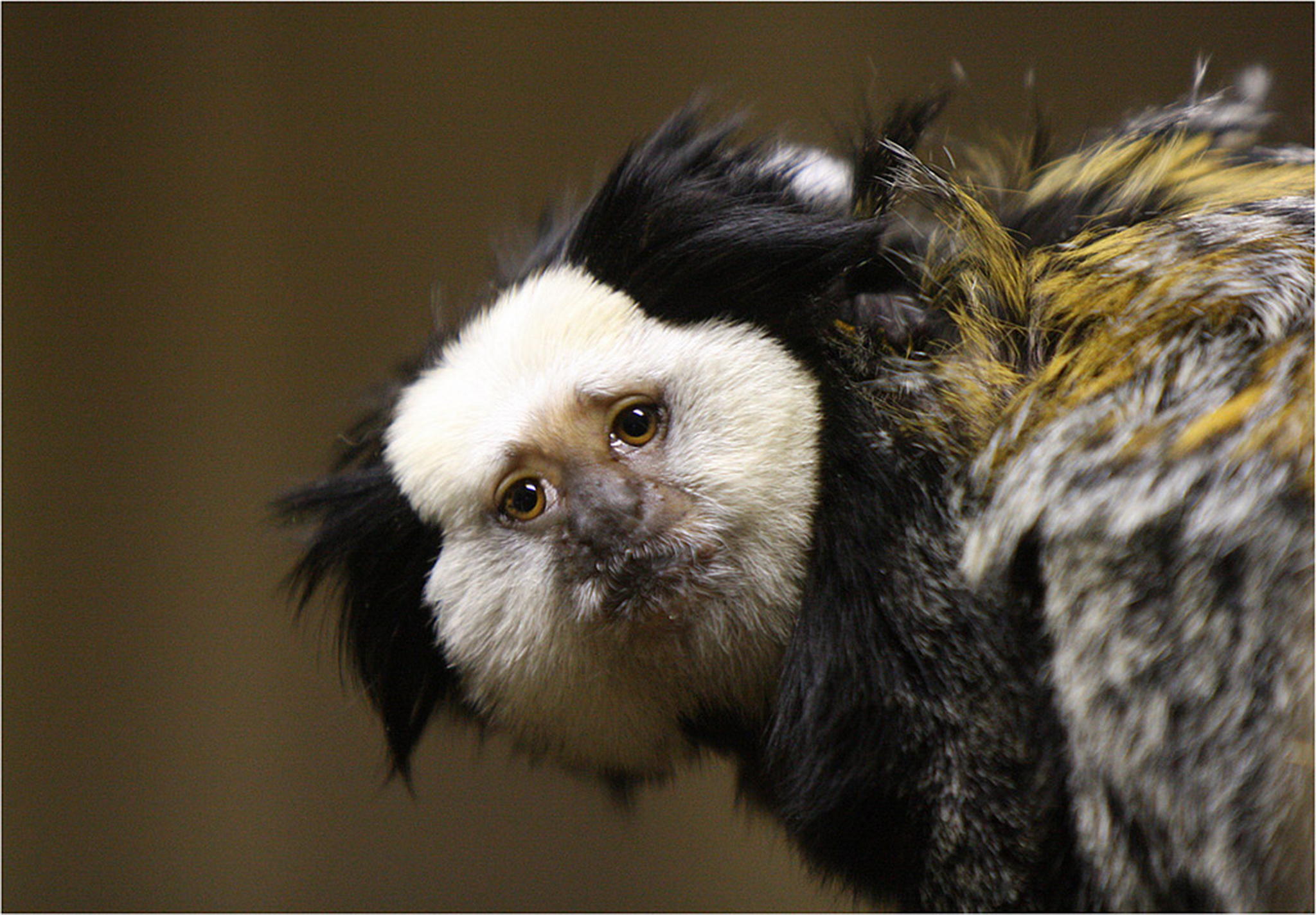 Weigesicht  seidenaffe callithrix geoffroyi 6010384819 o