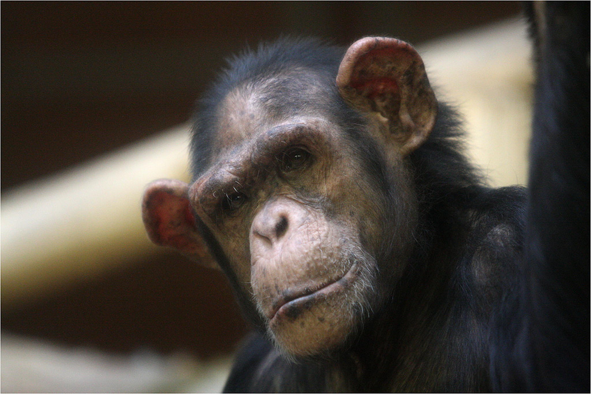 Wenn man bei den ohren zweimal hier schreit 6010384343 o