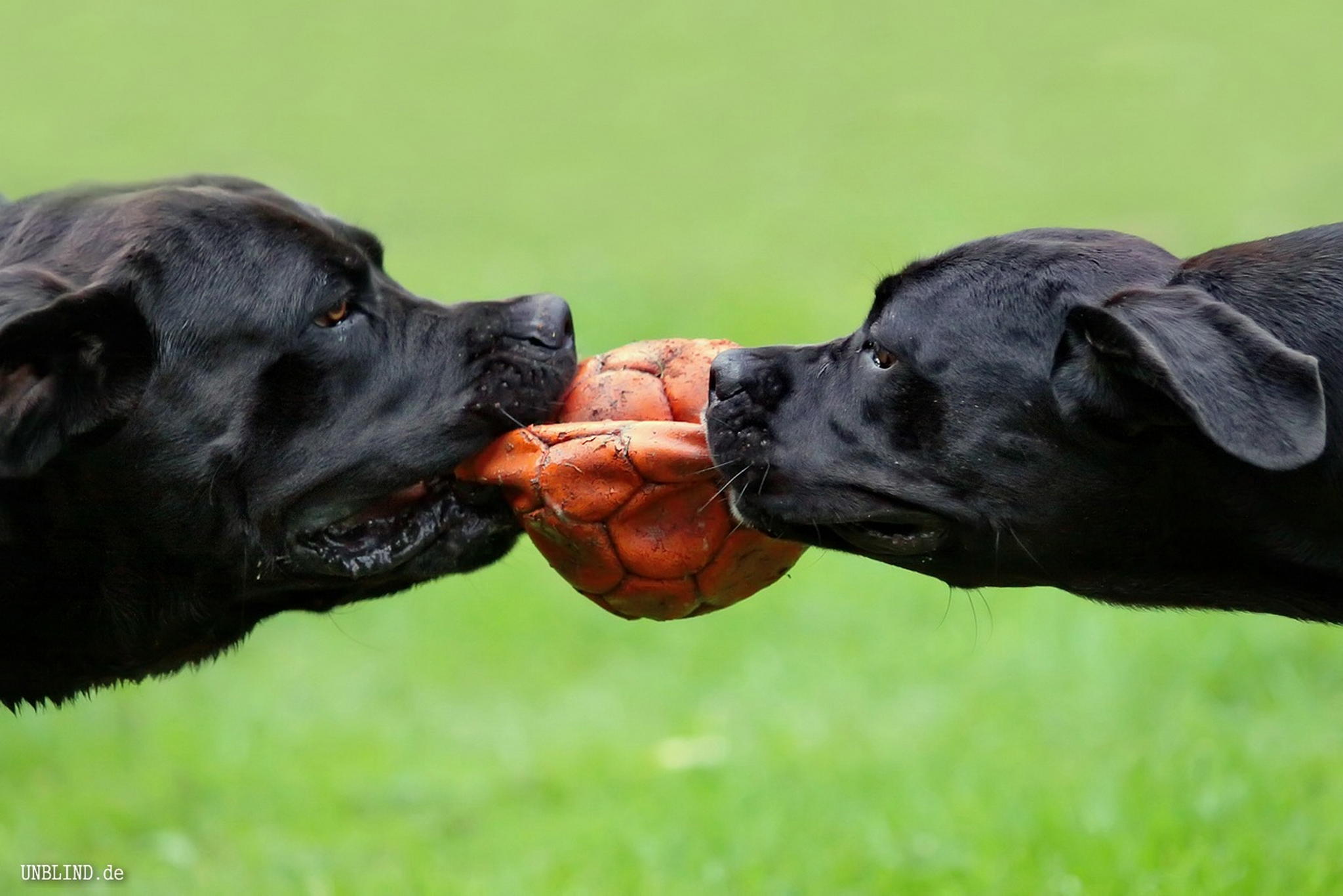 Wenn zwei sich streiten zerreit  es den dritten 9040831132 o