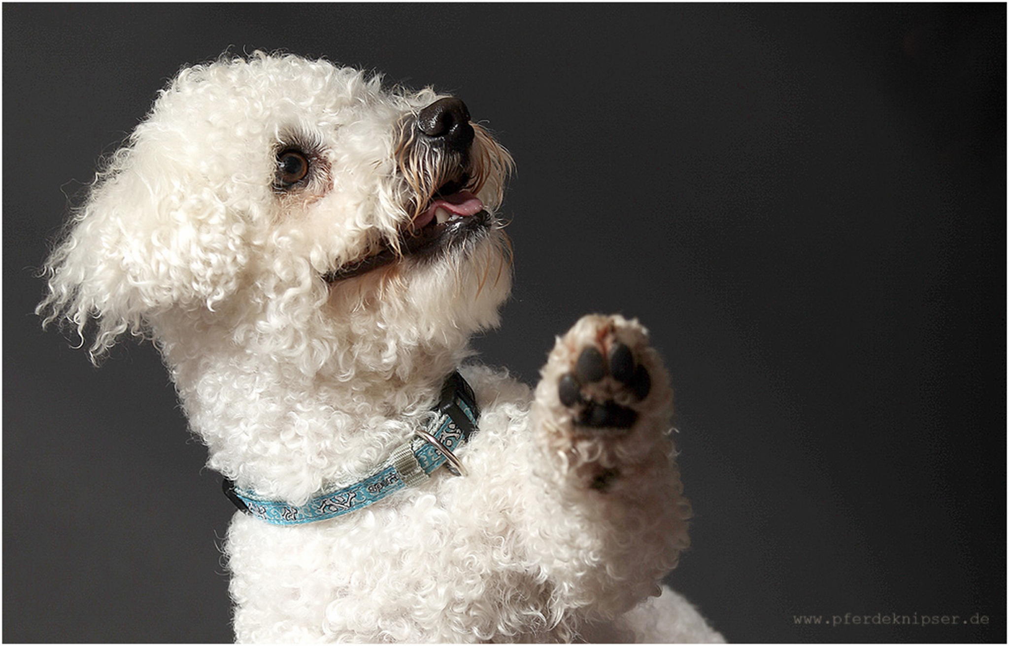 Winke winke 6010462033 o