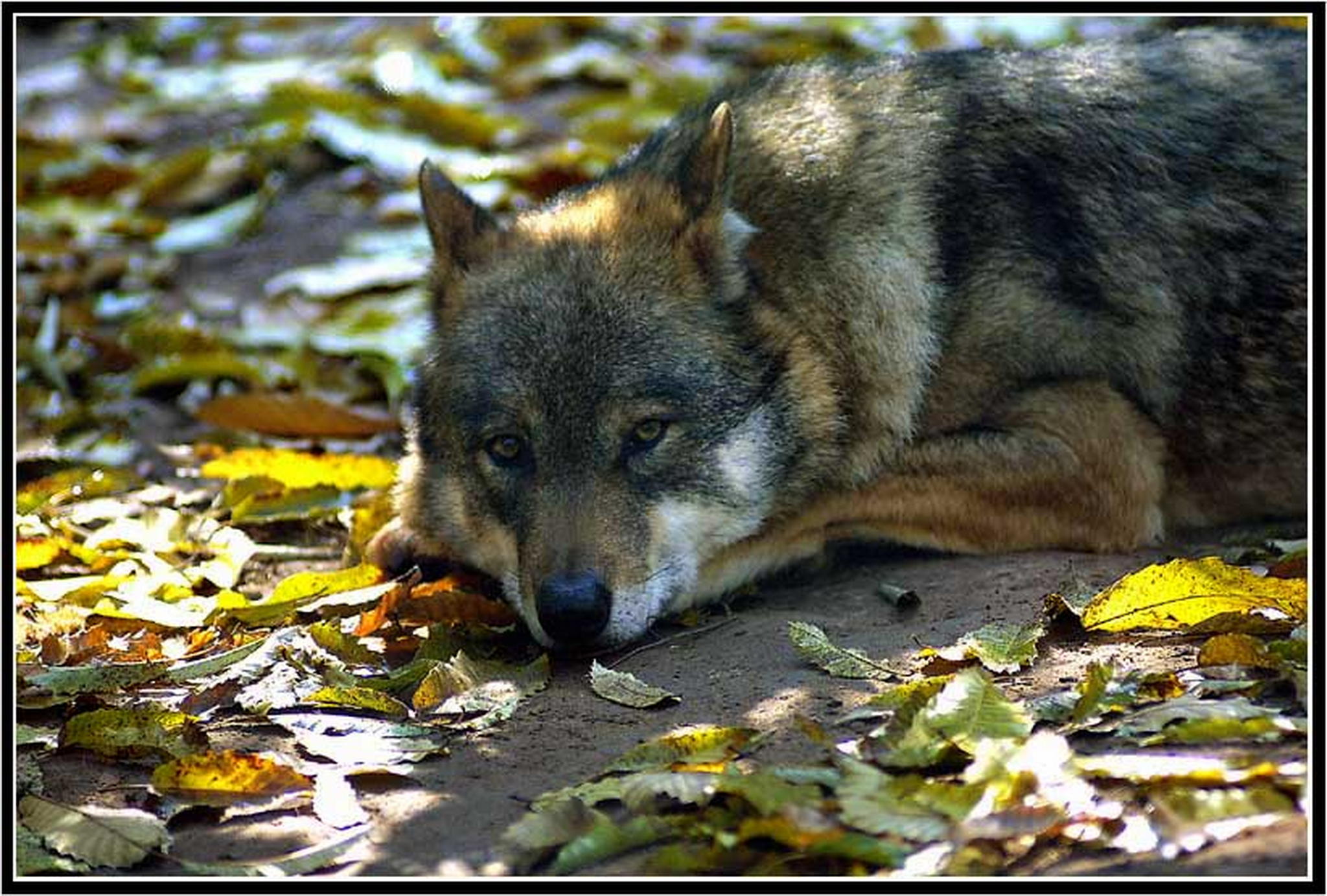 Wolfsherbst 6013688150 o