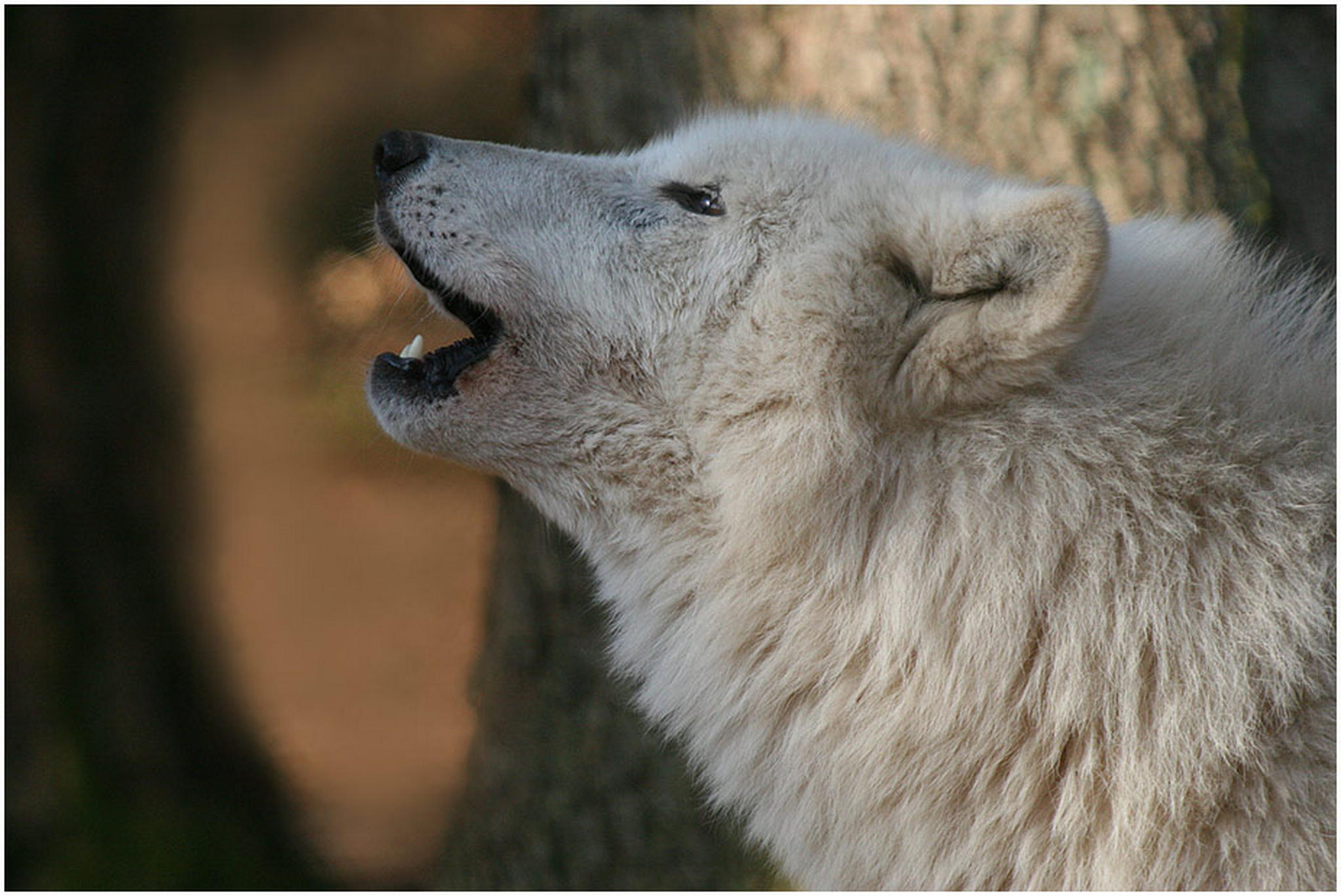 Wolfsruf 6011082820 o