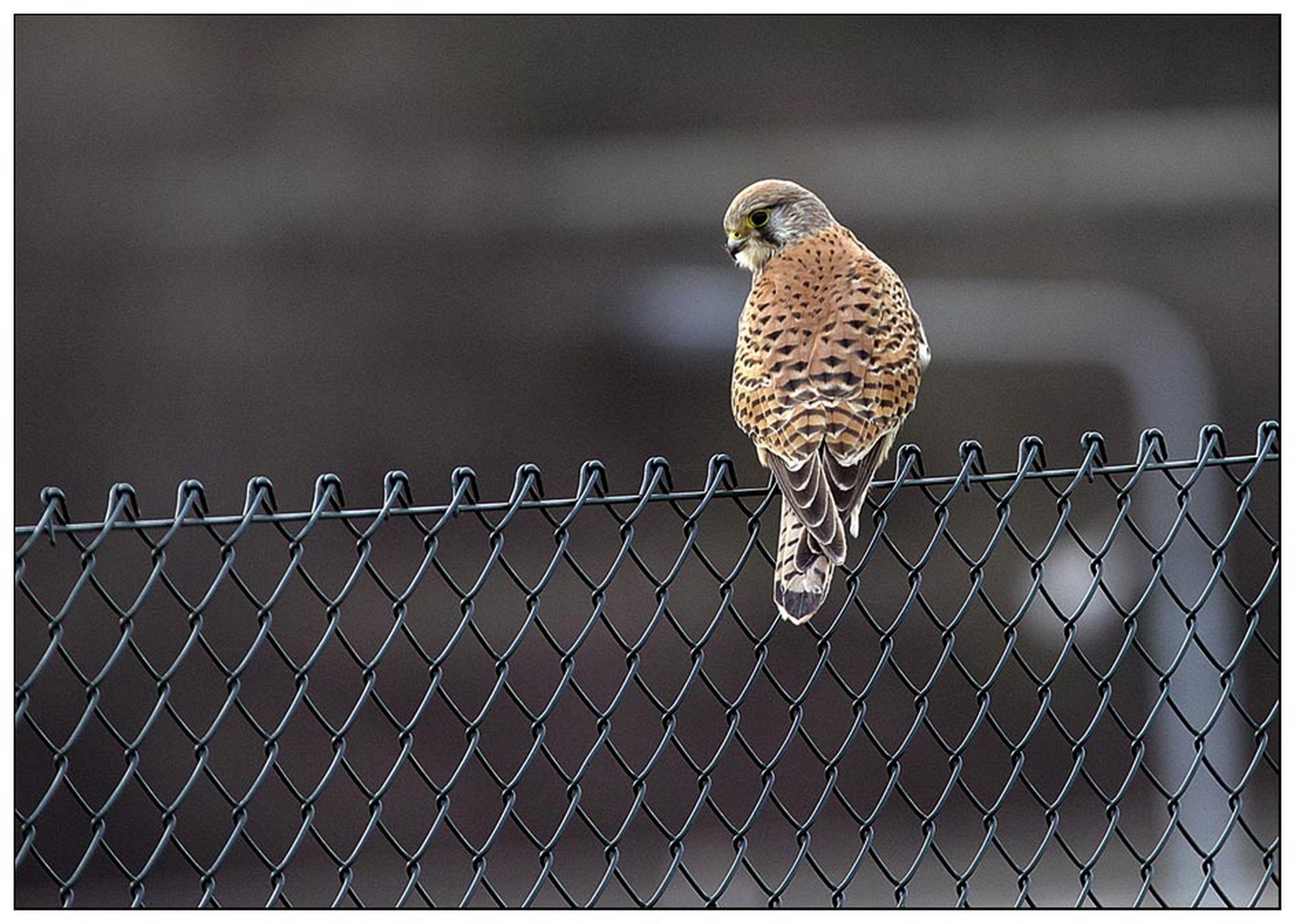 Zaunfalke 6011071904 o