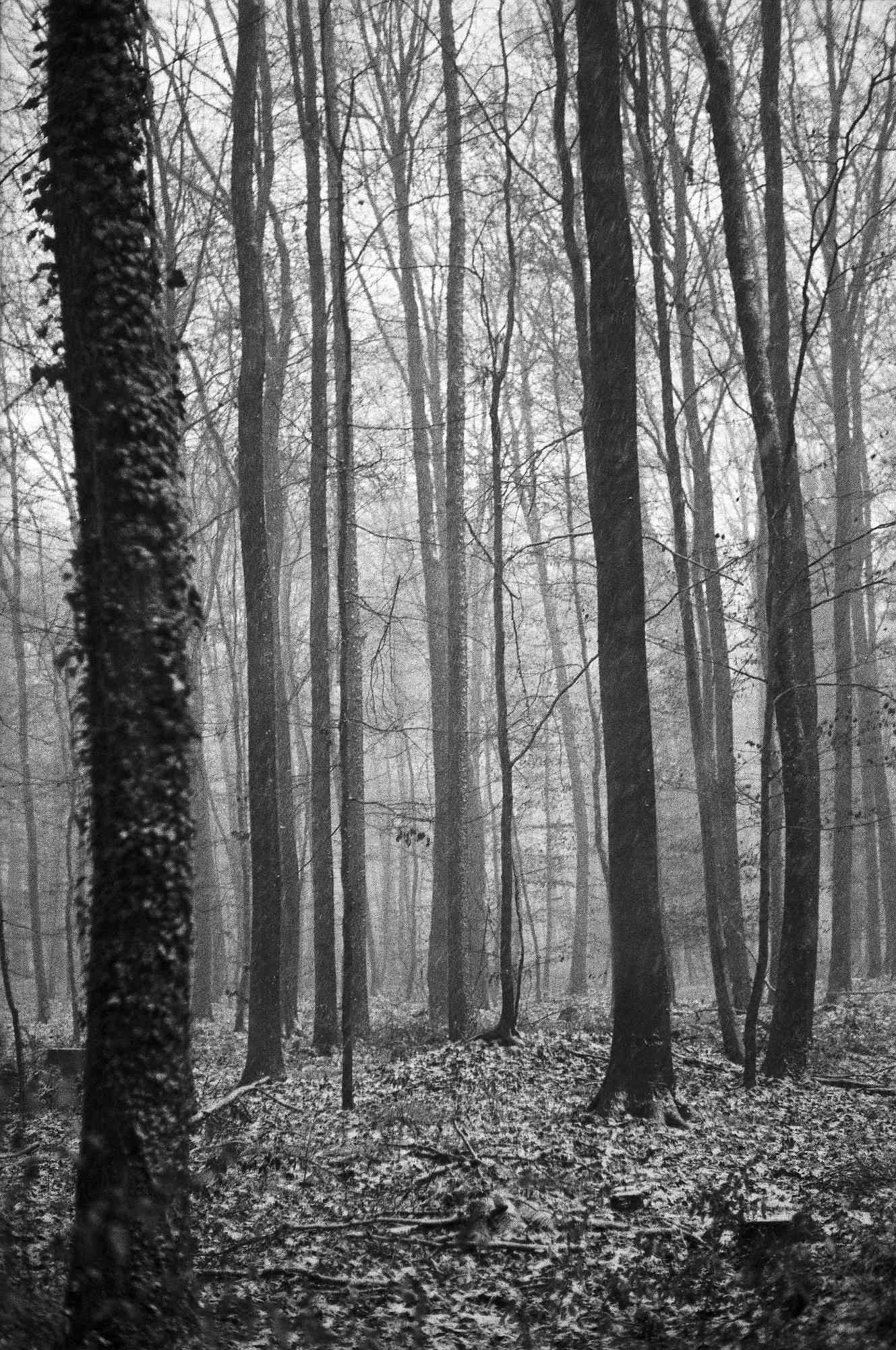 05 web 2017 12 29 canon7   32 38499134365 o