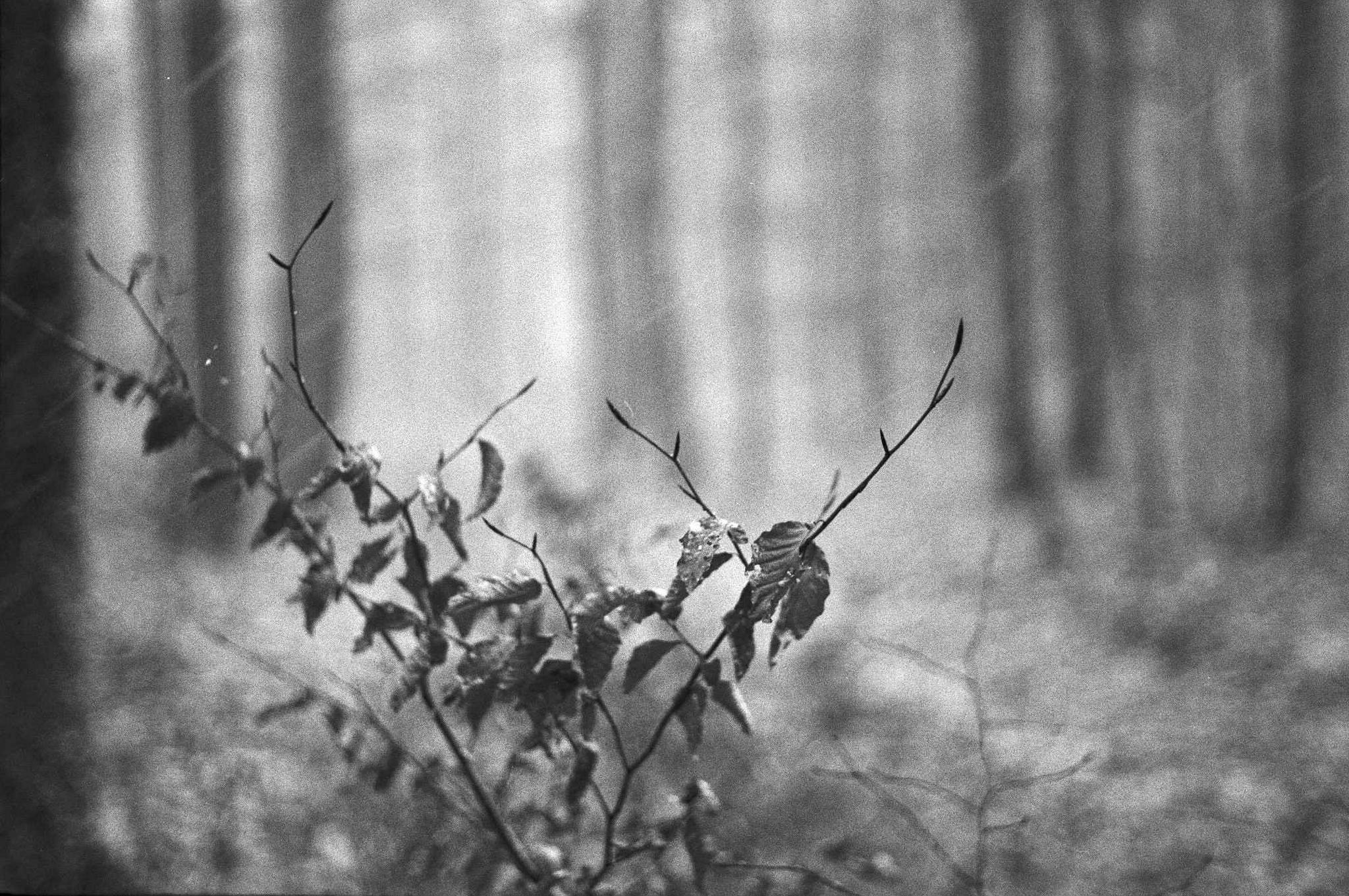 06 web 2017 12 29 canon7   28 24511770557 o