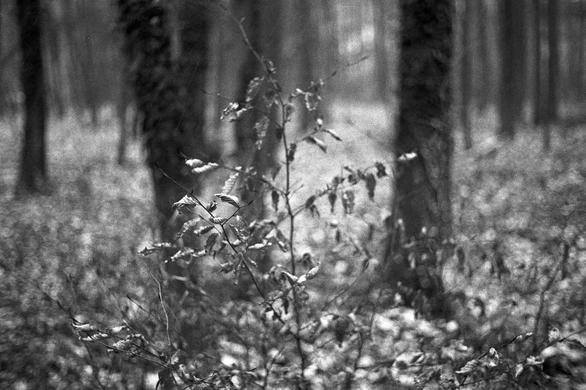 07 web 2017 12 29 canon7   25 38499128385 o