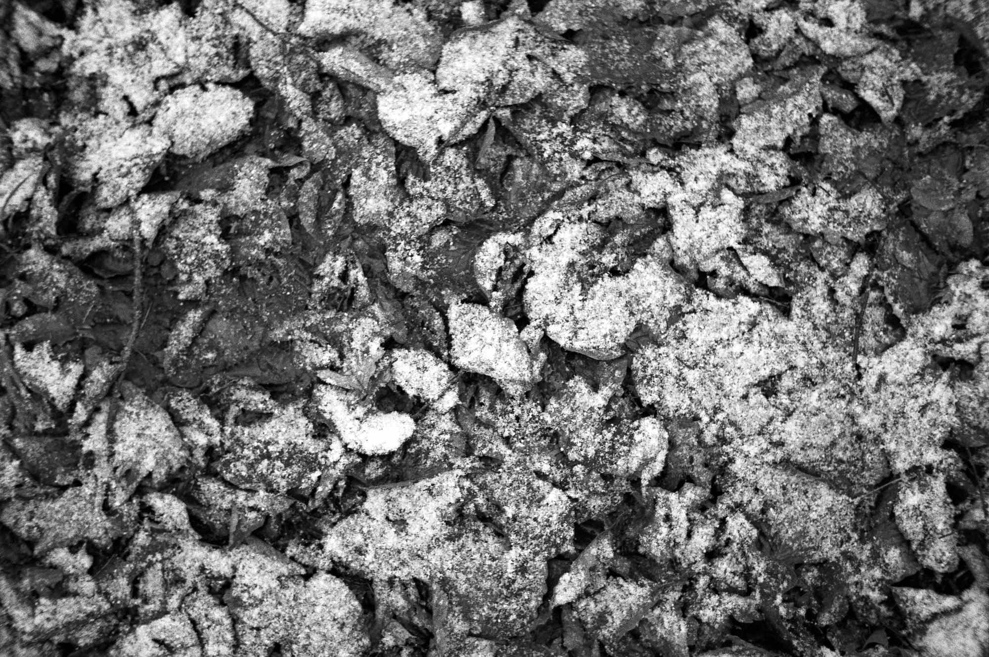 08 web 2017 12 29 canon7   27 24511767437 o