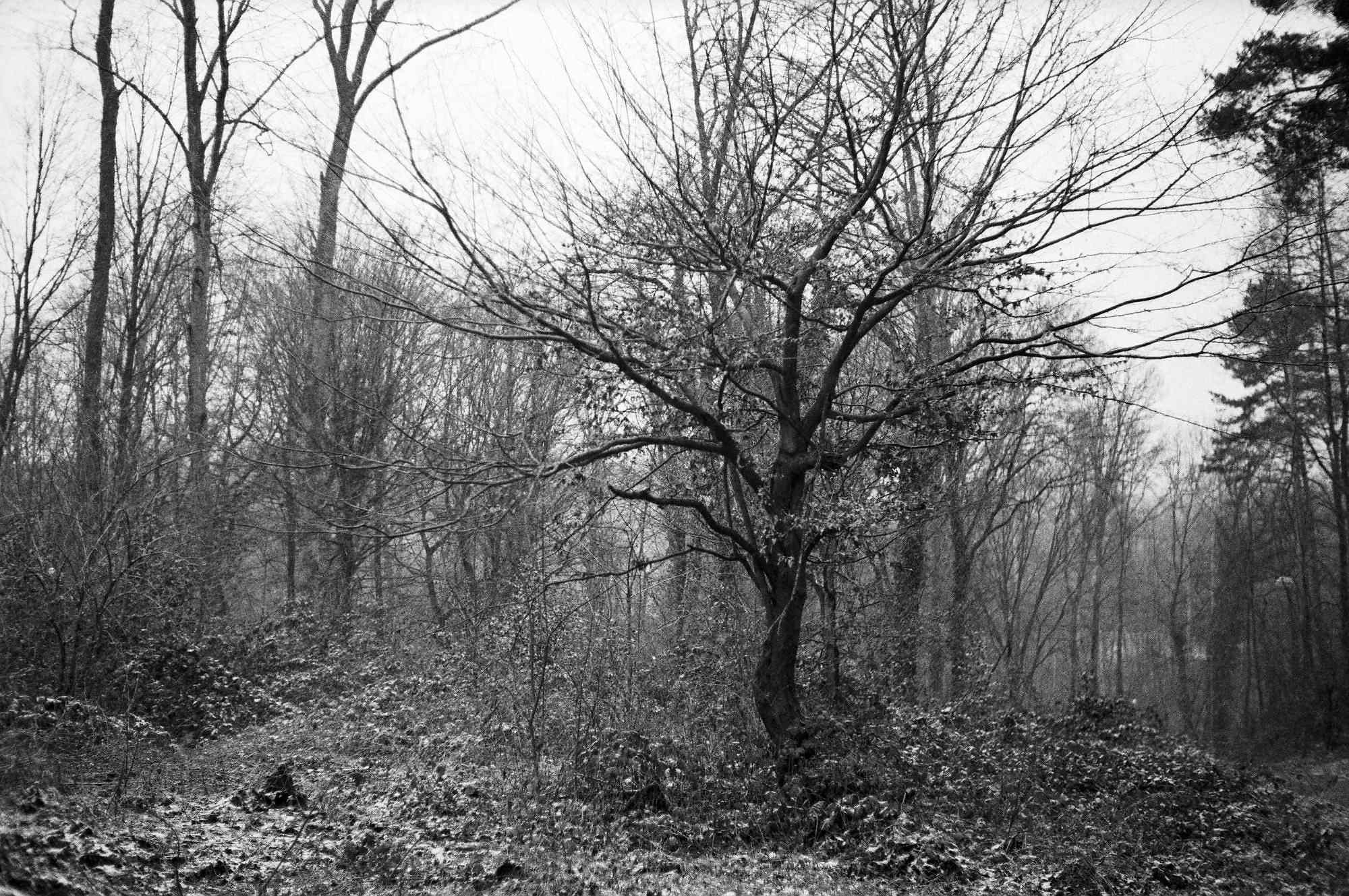 09 web 2017 12 29 canon7   24 24511765007 o