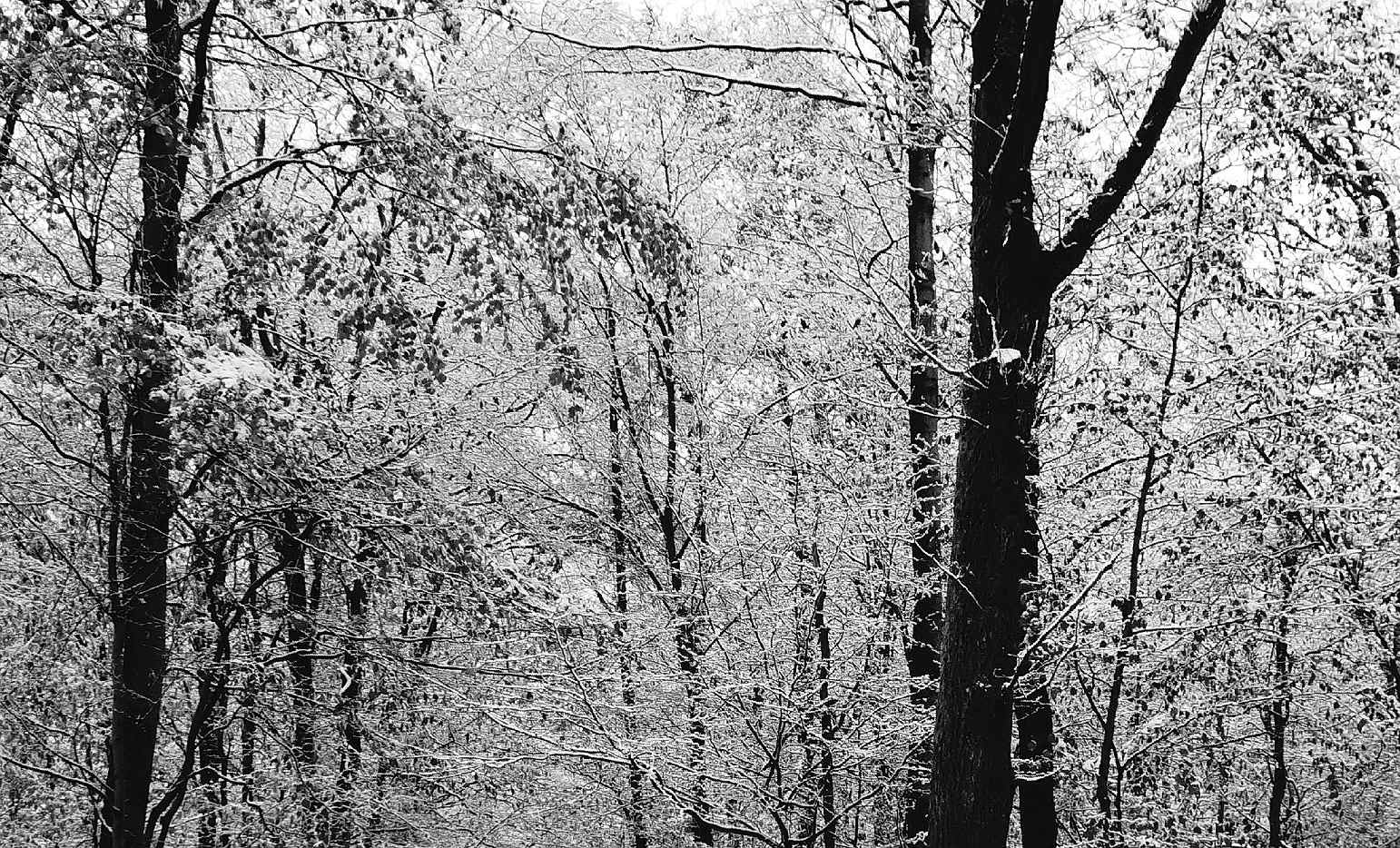 100 ausschnitt aus guten morgen winter 10980797383 o