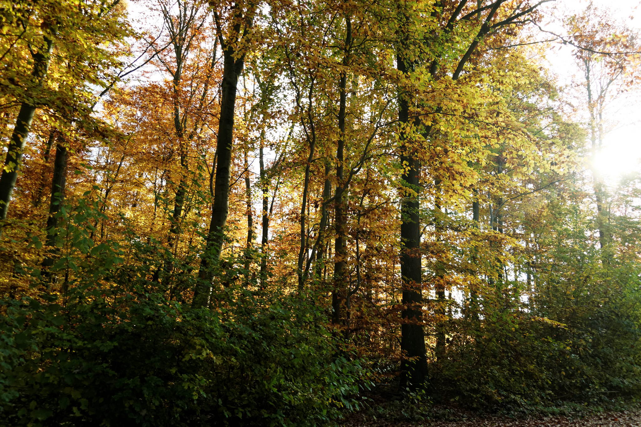 11131099 dxo 15788236142 o