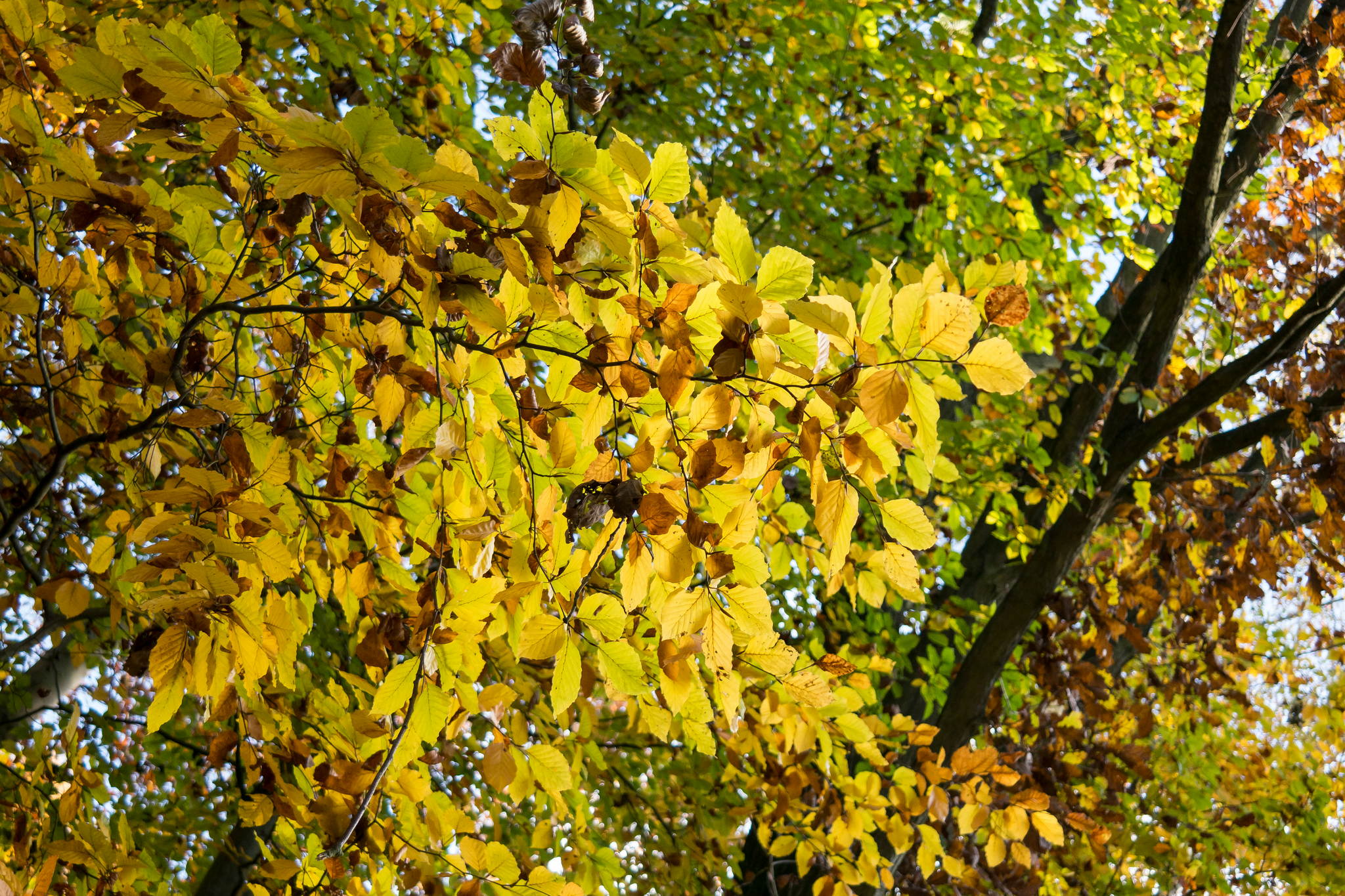 11131100 lr 15788239782 o