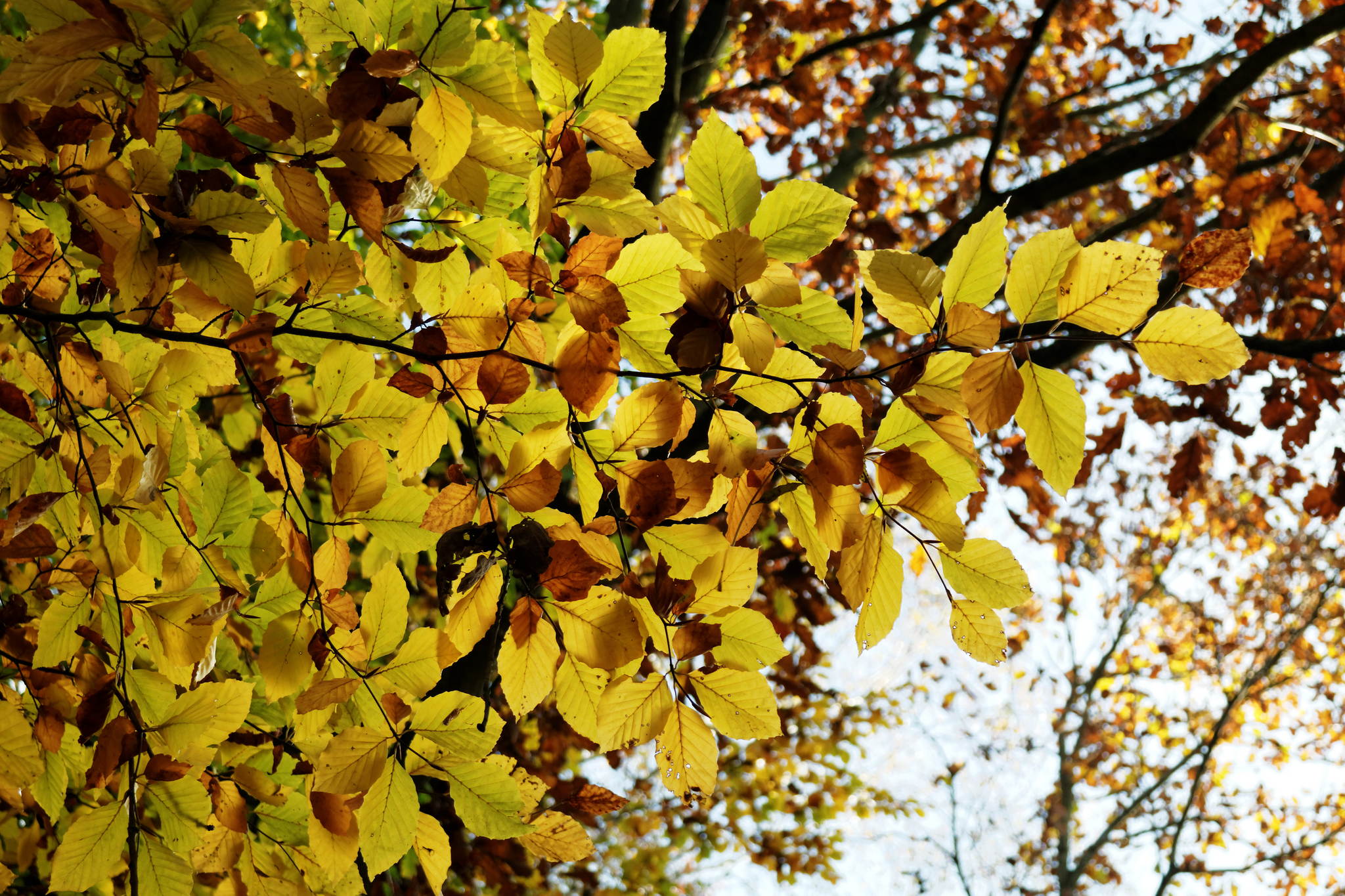 11131102 dxo 15166722934 o