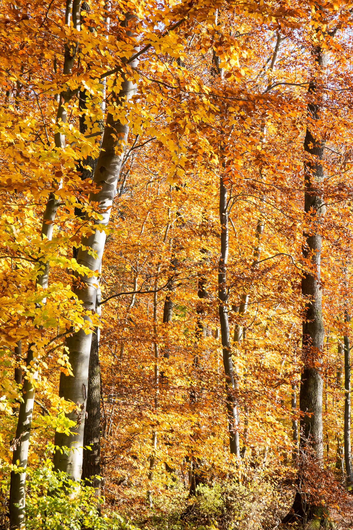 11131107 lr 15600847159 o