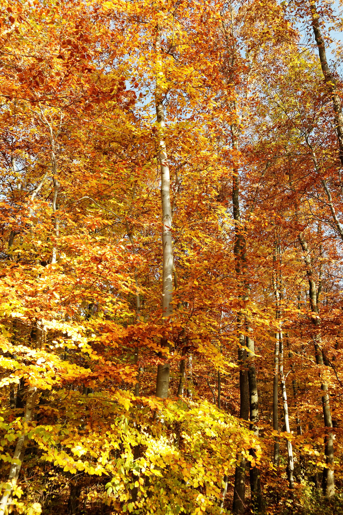 11131110 dxo 15601516897 o