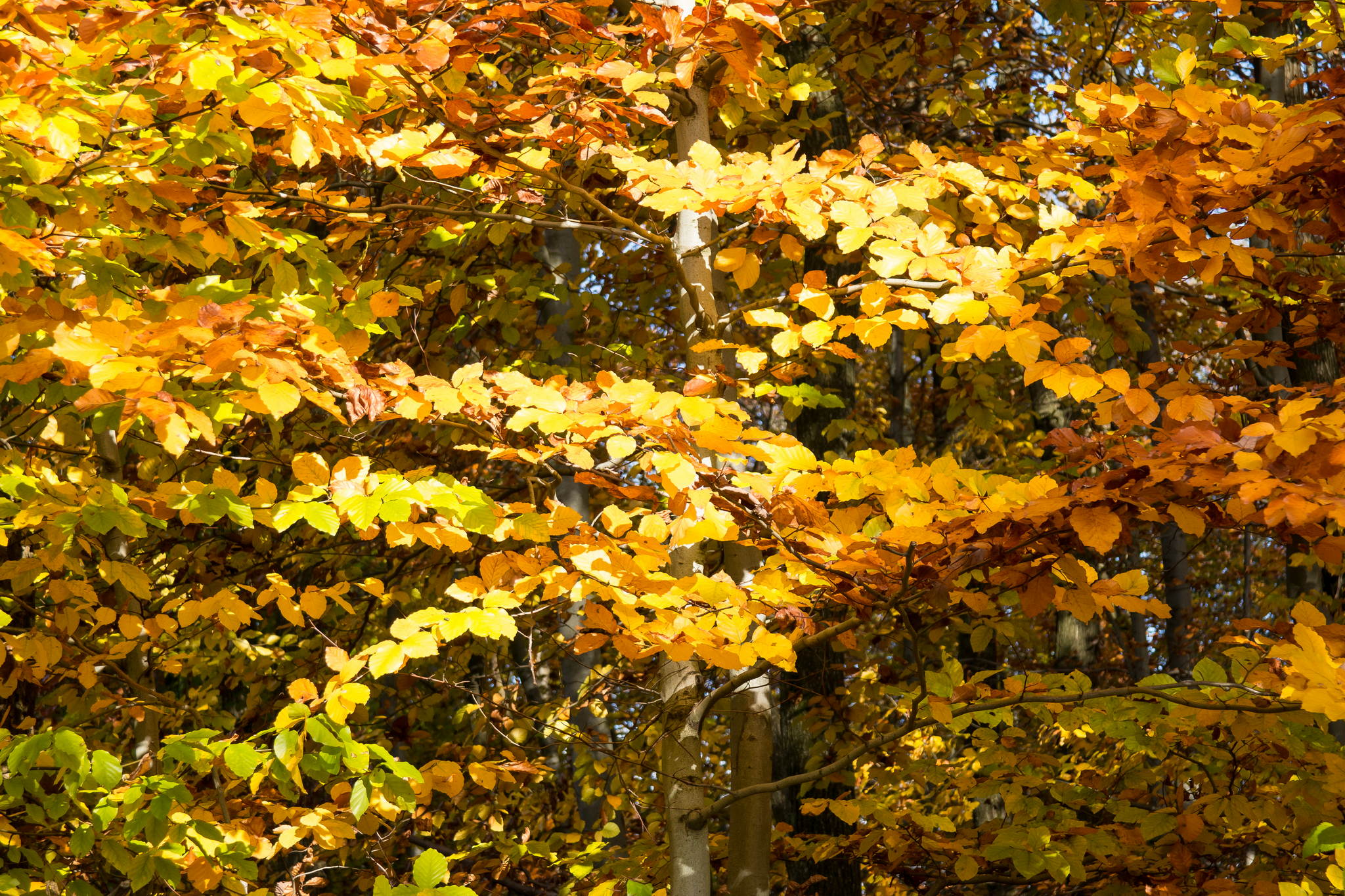 11131112 lr 15784807121 o