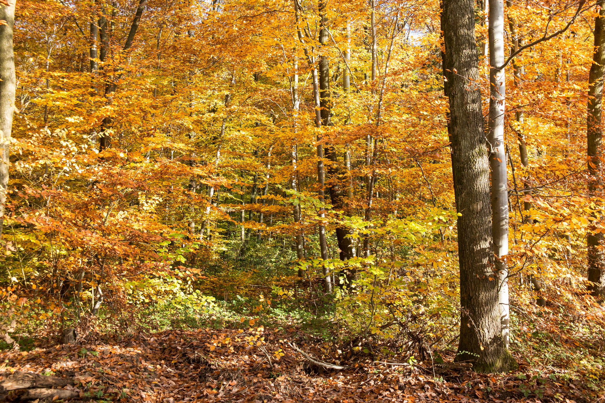 11131114 lr 15788256832 o