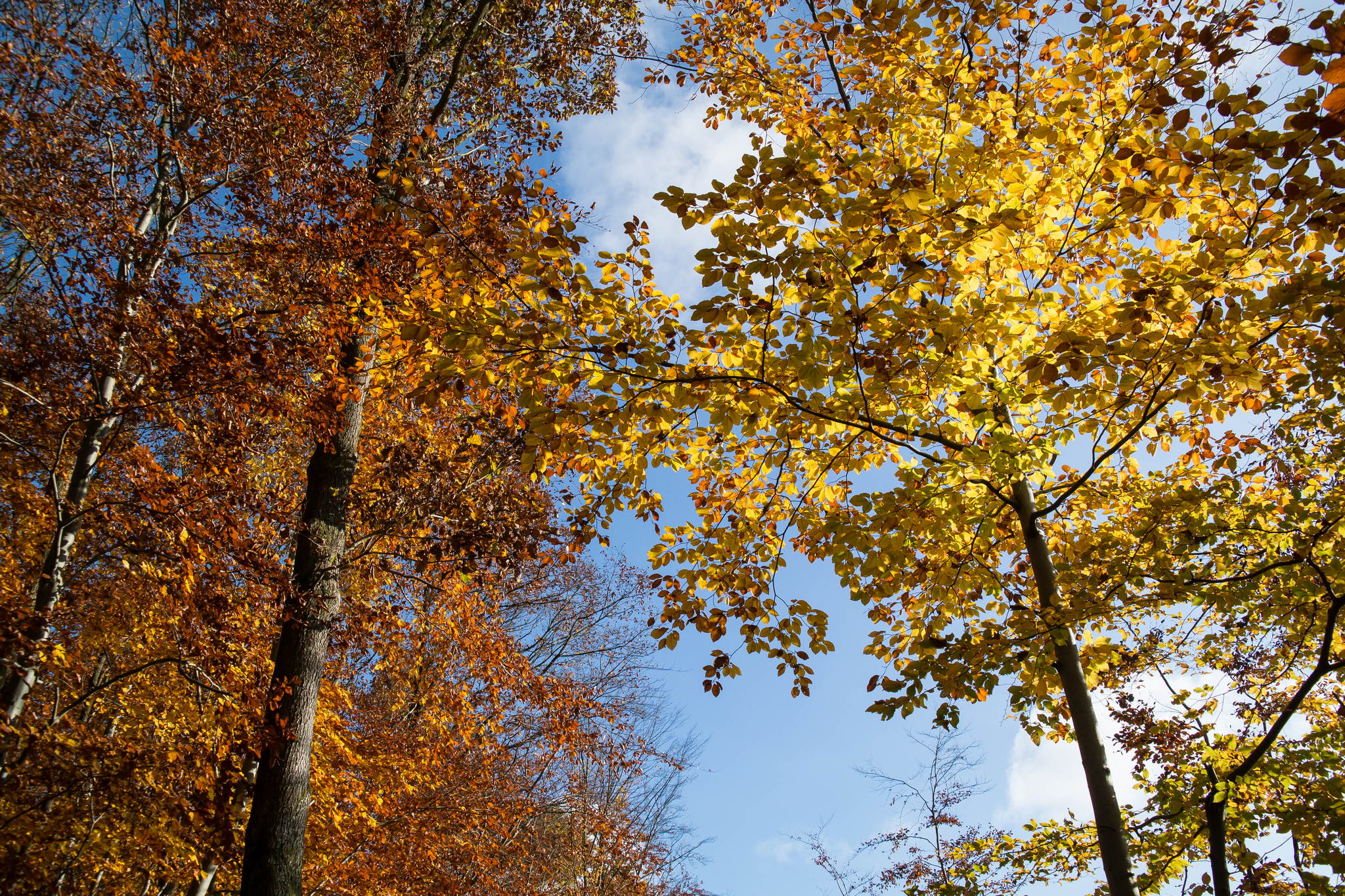 11131119 lr 15600862829 o