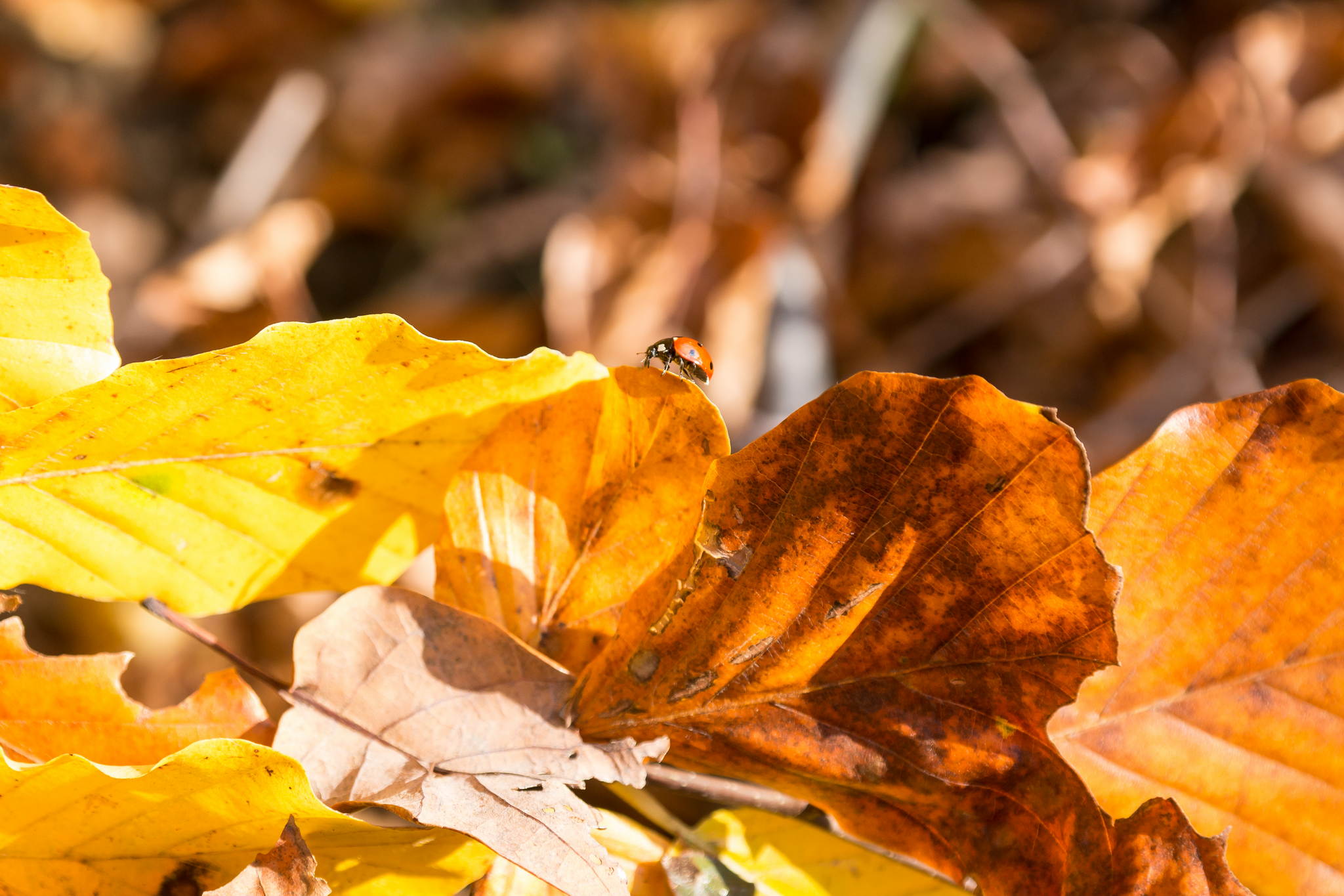 11131128 lr 15786692235 o