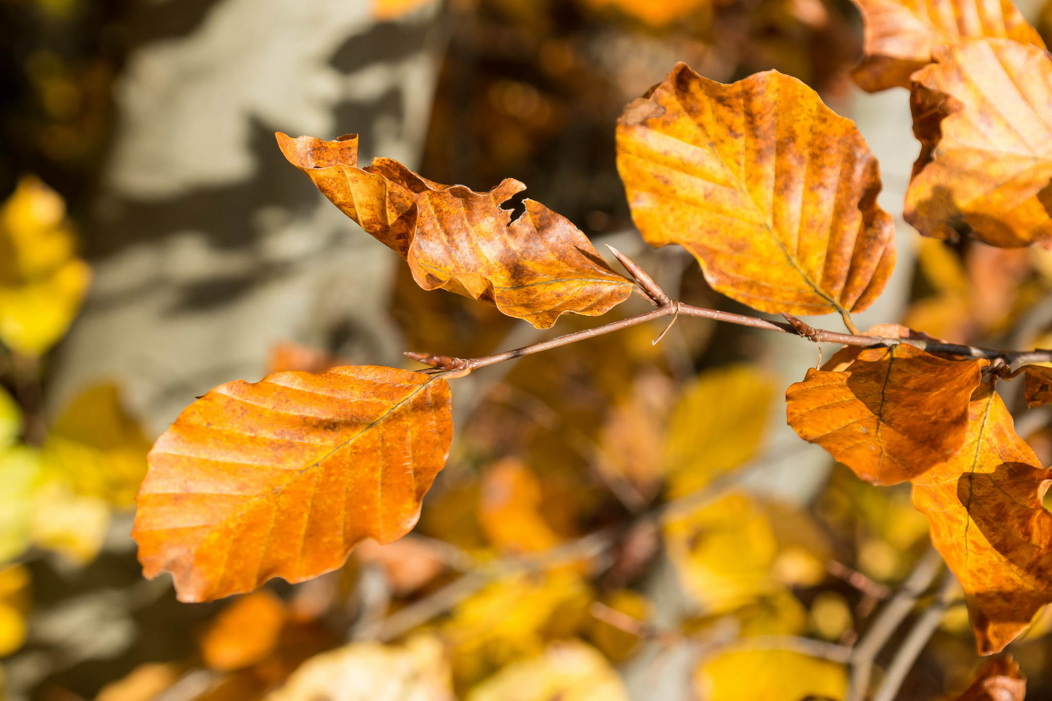 11131132 lr 15167255423 o