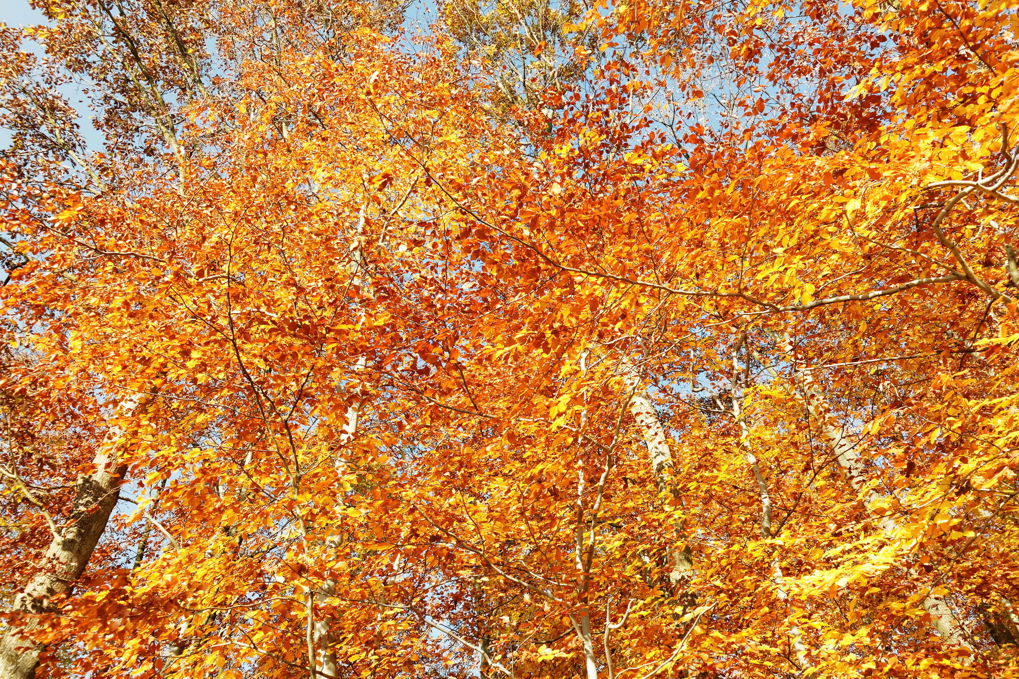 11131135 dxo 15601876010 o