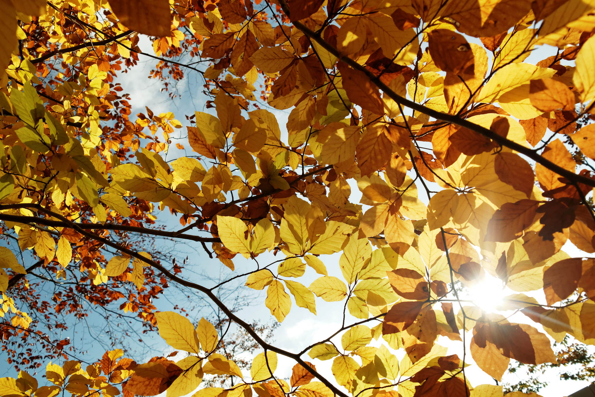 11131137 dxo 15166754824 o