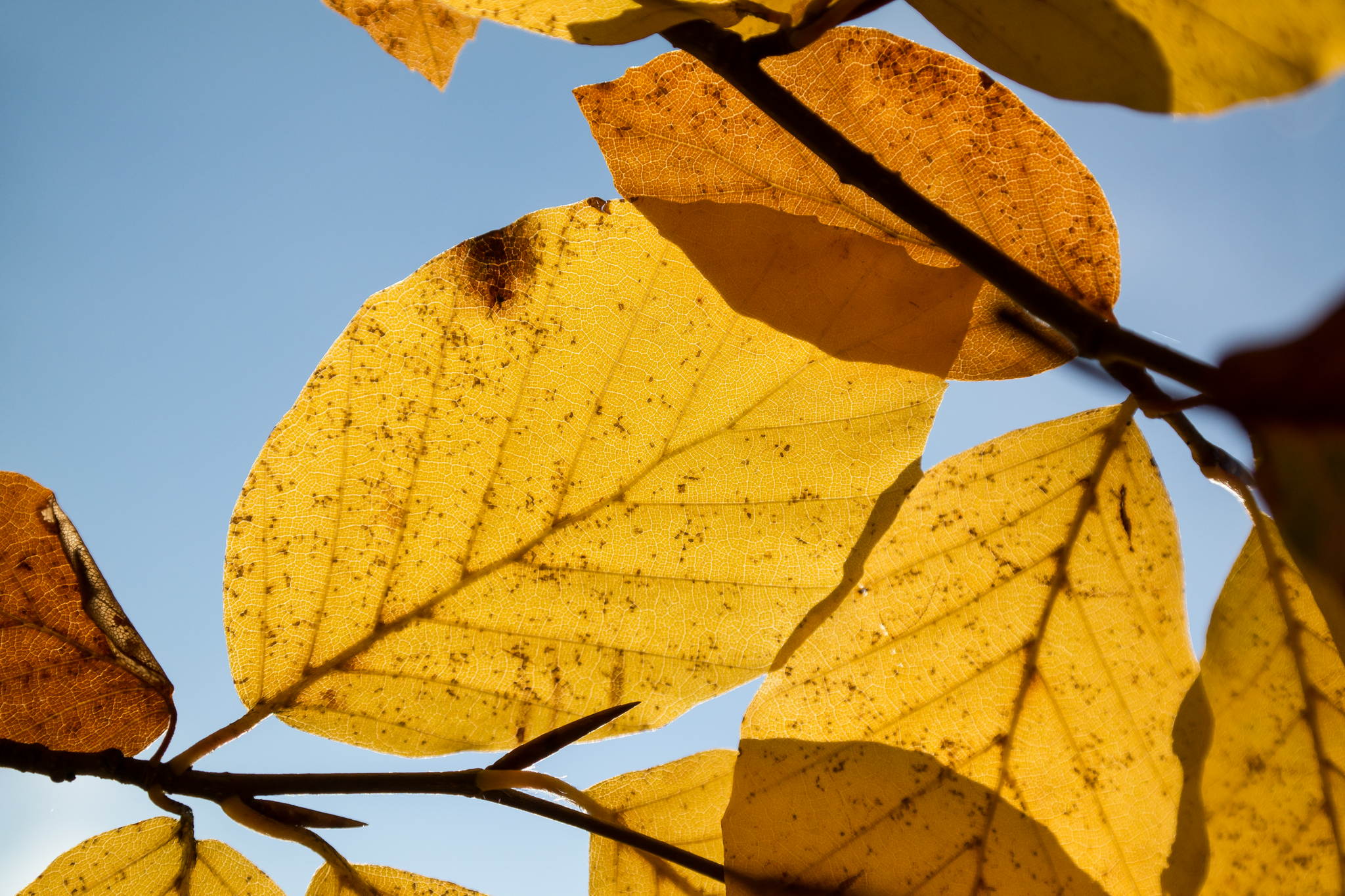 11131140 lr 15167263103 o