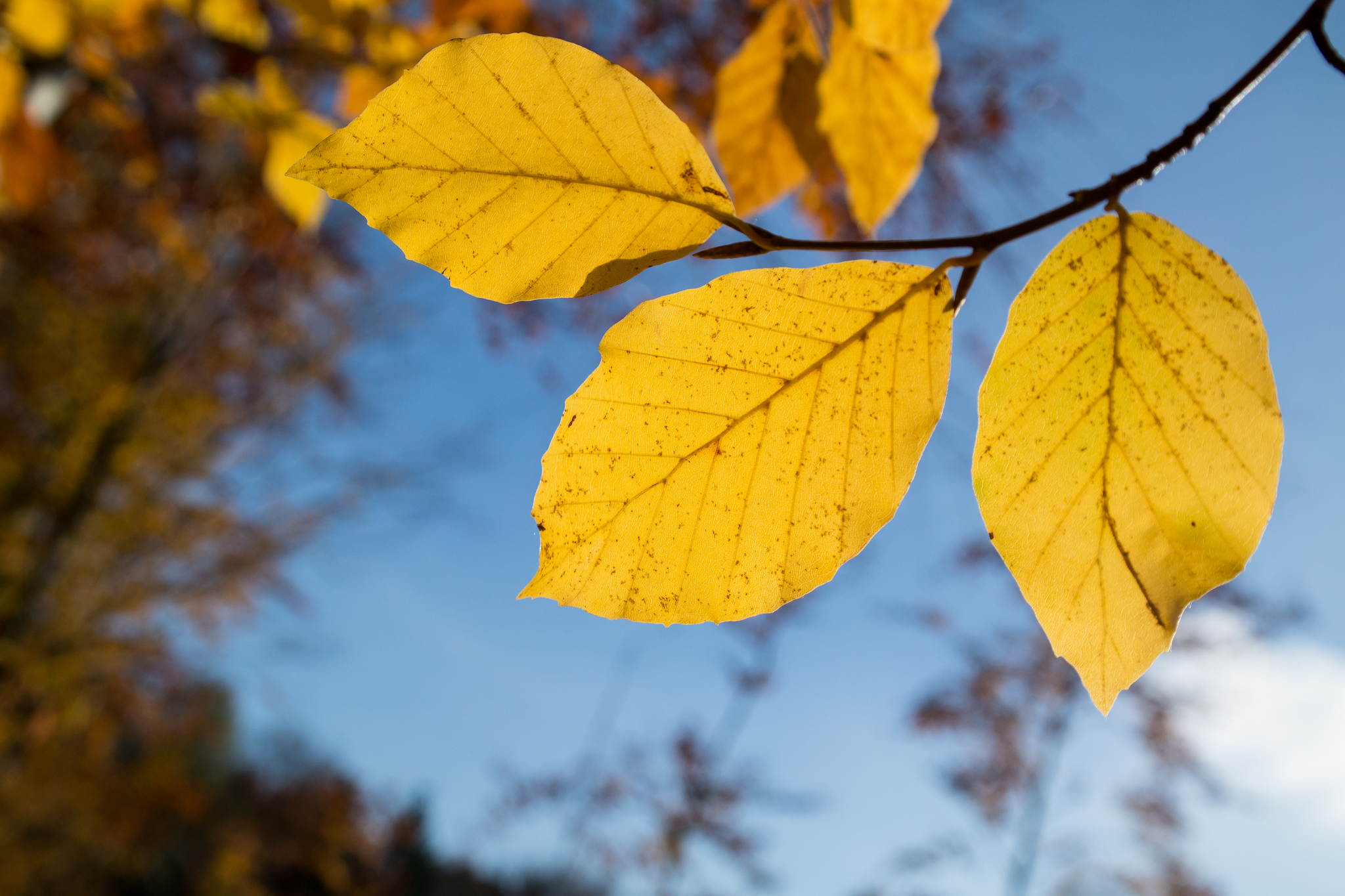 11131152 lr 15601547867 o