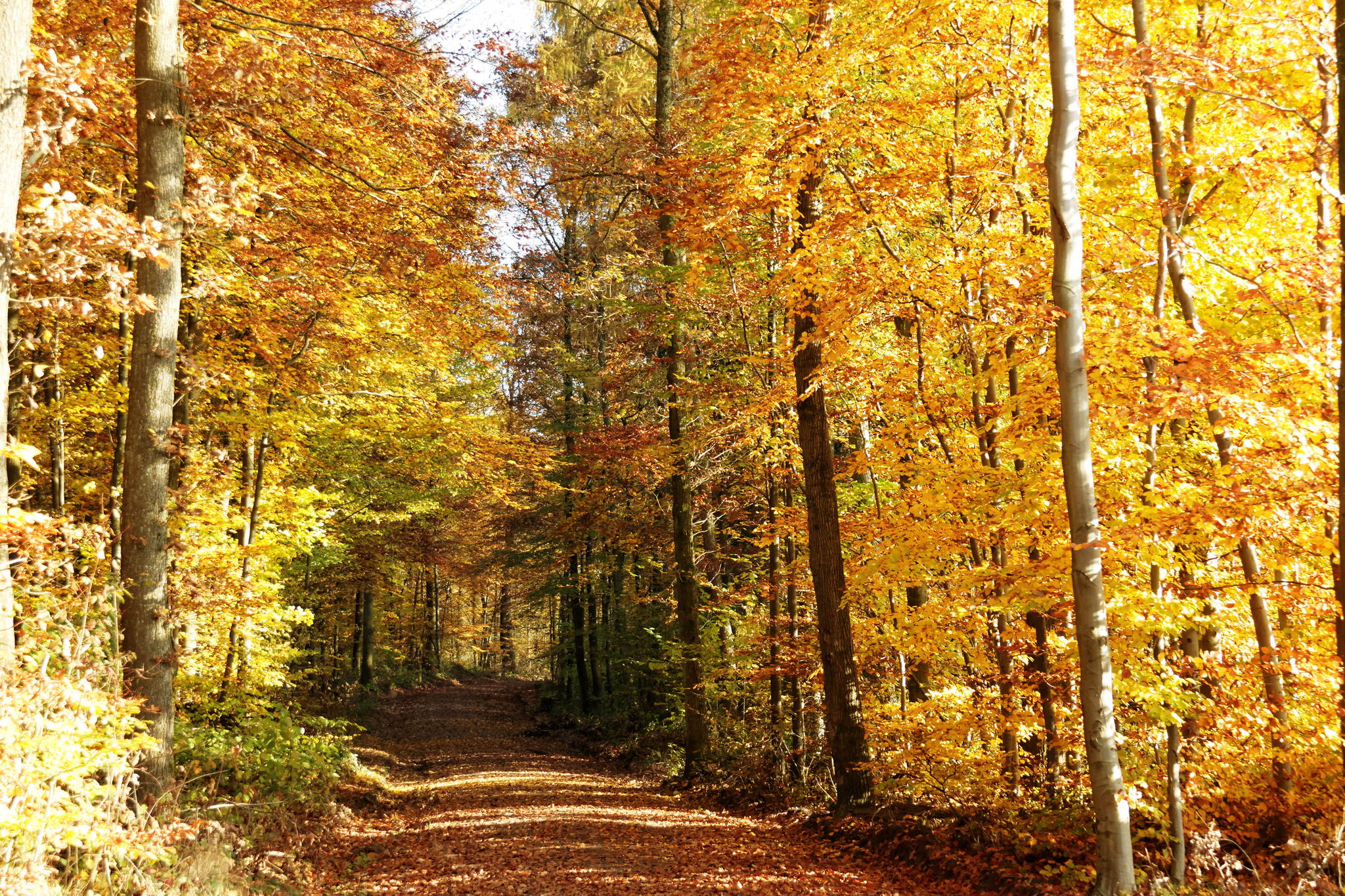 11131159 dxo 15788281592 o