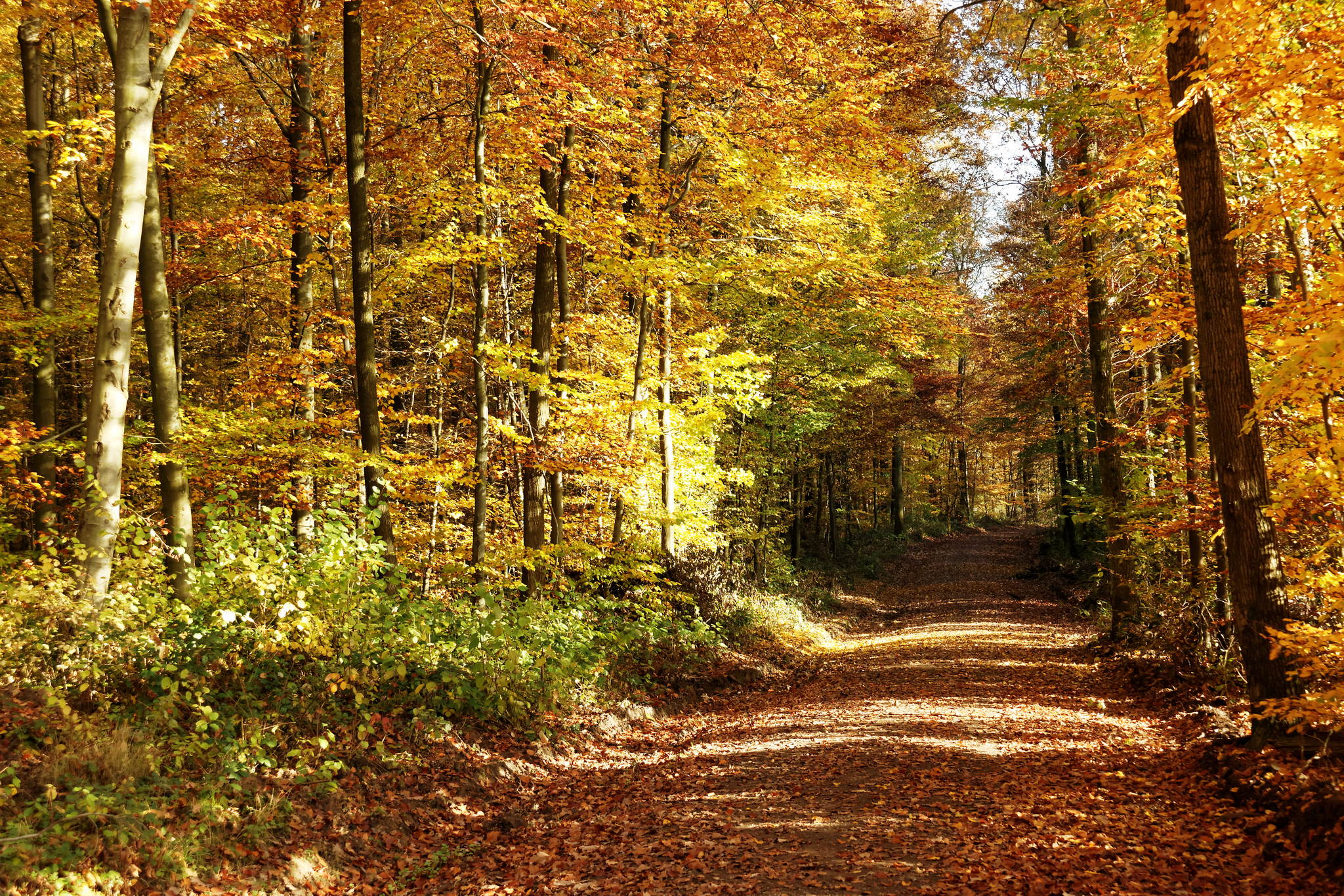 11131163 dxo 15167270933 o