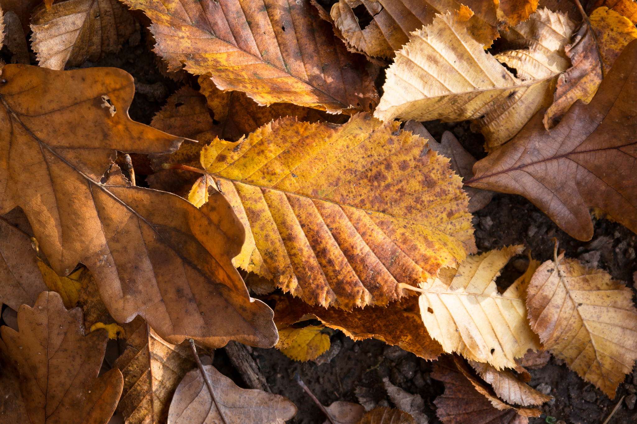 11131166 lr 15601892650 o