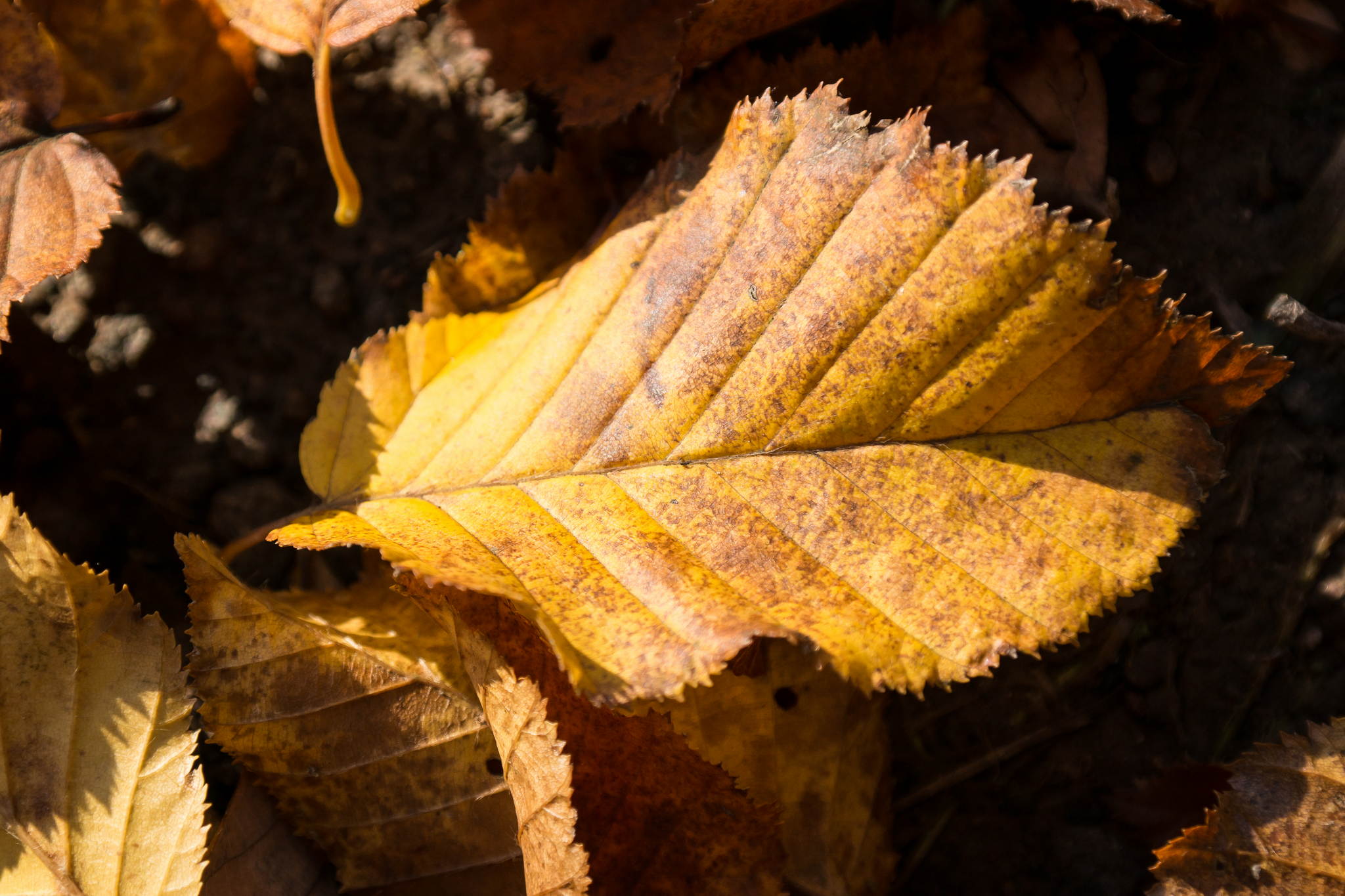 11131171 lr 15788289952 o