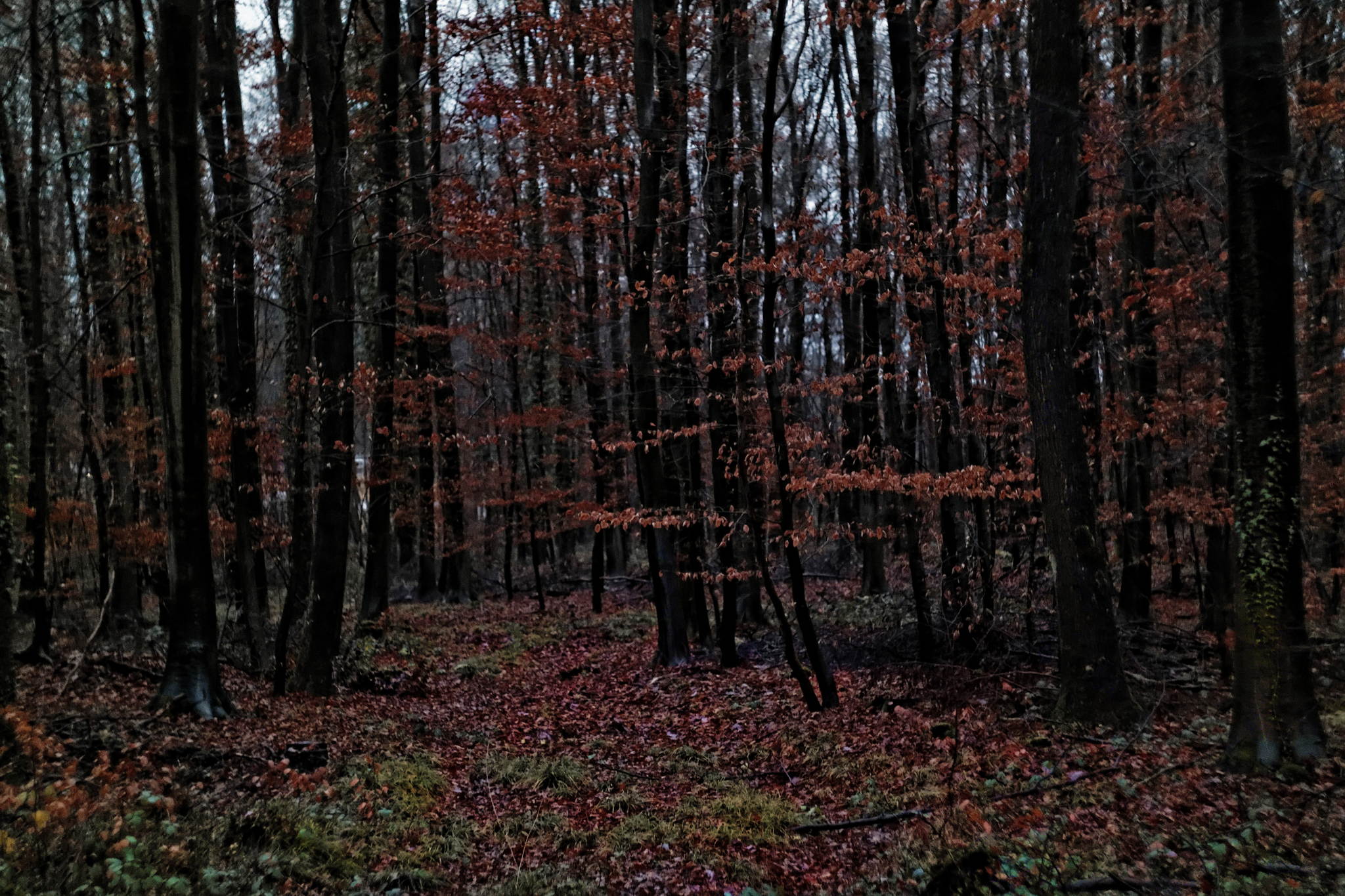 12183538 dxoa 16056627701 o