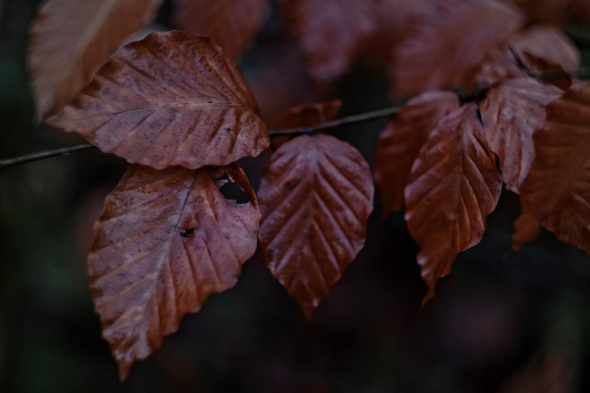 12183553 dxo 1a 15438929293 o