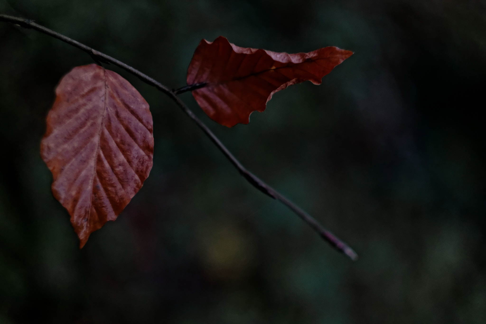 12183565 dxo 1 16058597265 o