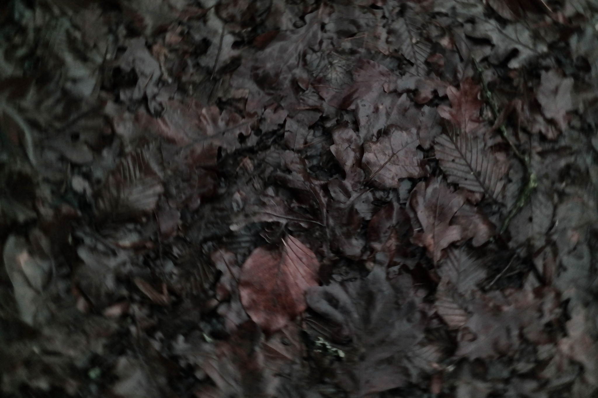 12183587 15438922683 o