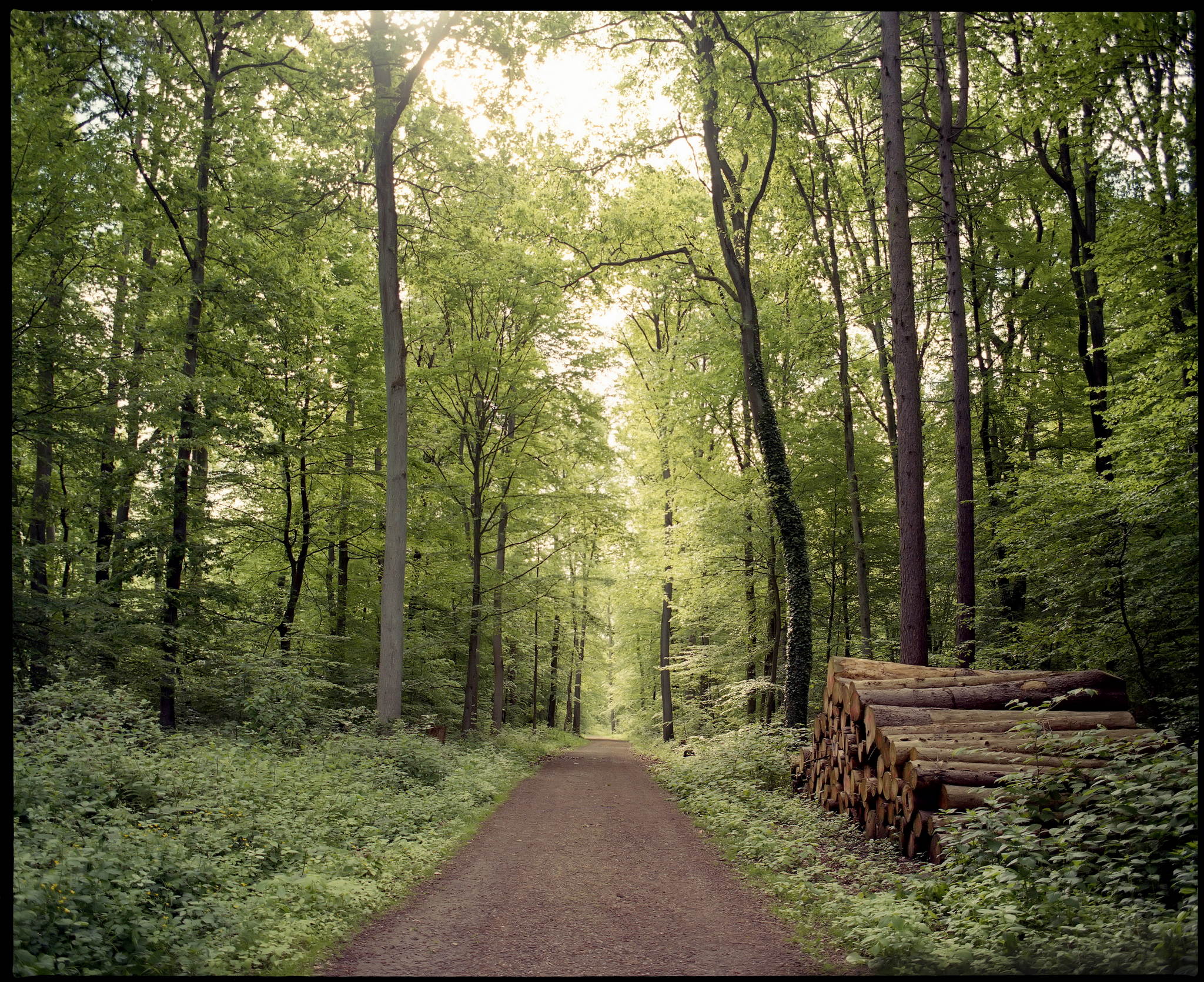 2017 05 21 pentax 6x7 02 34642524852 o