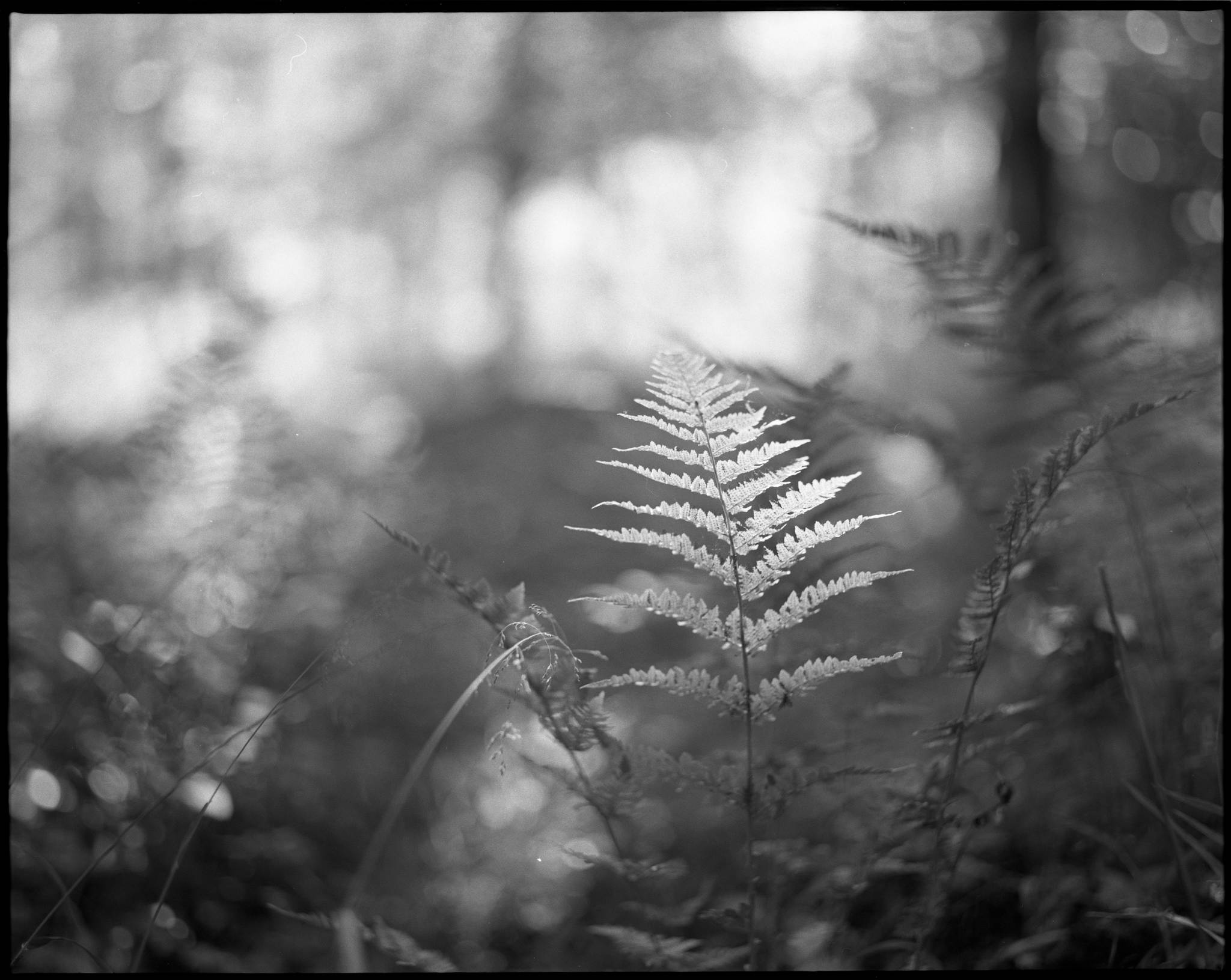 2017 05 23 pentax 6x7 06 34040453503 o