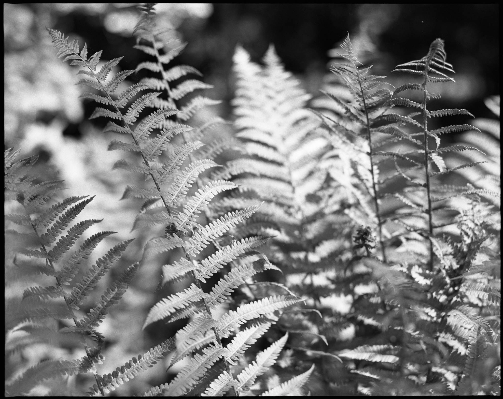 2017 05 23 pentax 6x7 08 34811087596 o