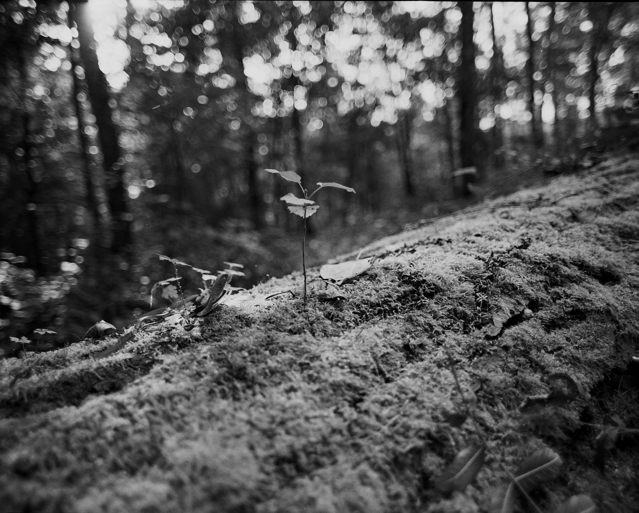 2017 09 26 pentax 6x7 04 37315802112 o