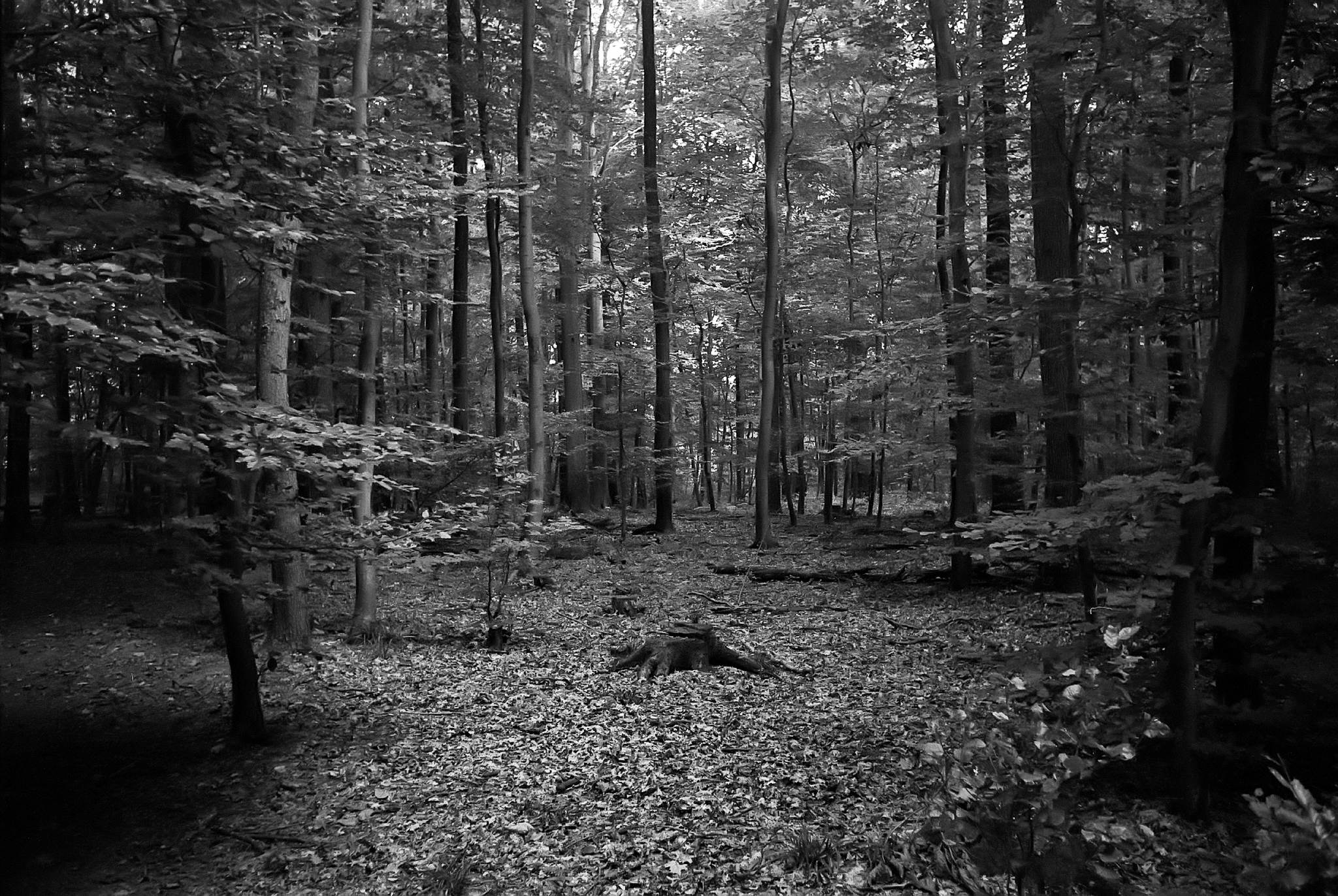 2017 09 28 leicaiiif summaron 37348997826 o