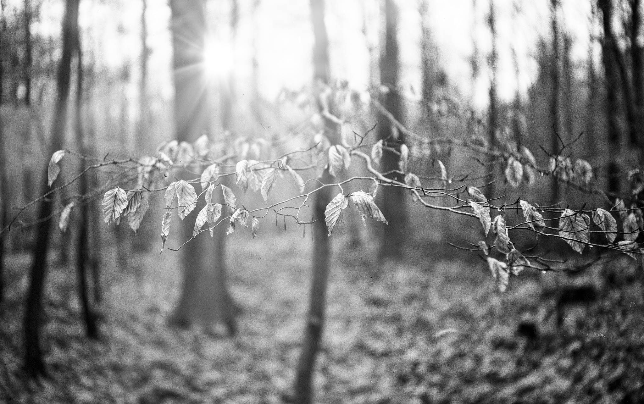 2017 12 21 bessarf 7a 39197606322 o