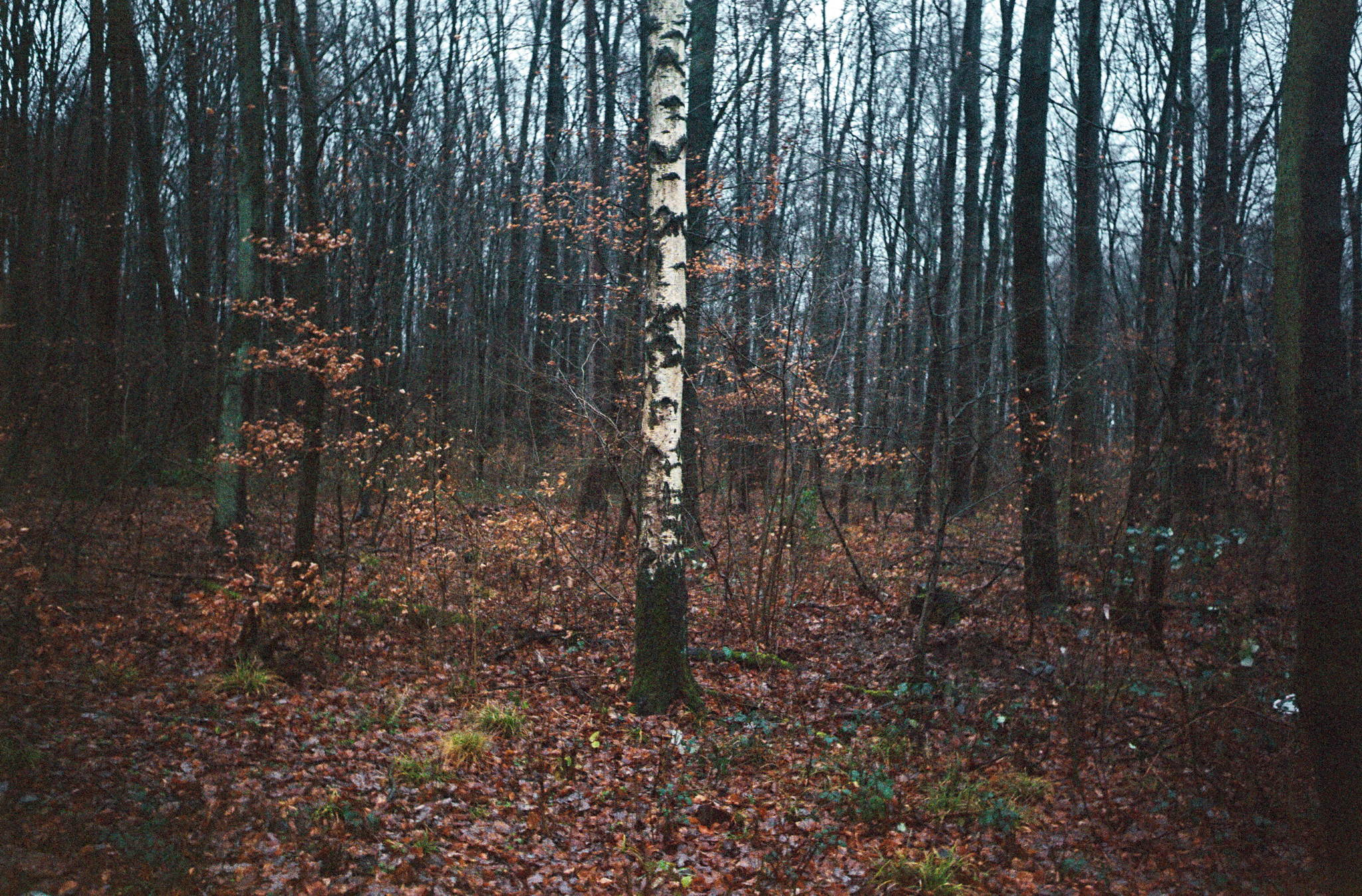 2017 12 29 canoniv    13 38796601564 o