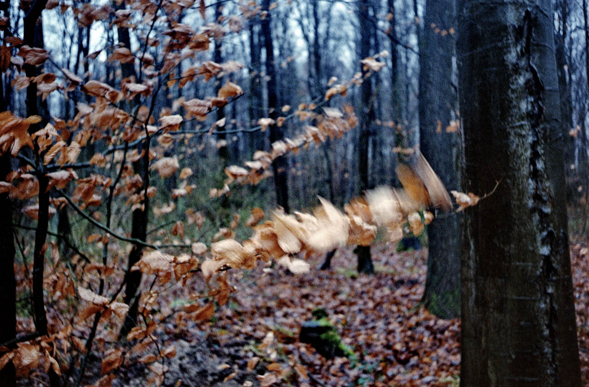 2017 12 29 canoniv    14 24637296397 o