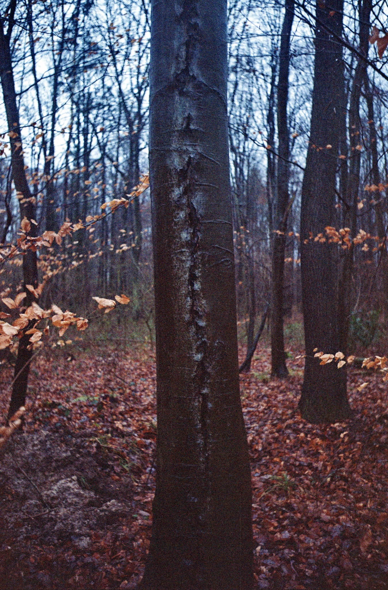 2017 12 29 canoniv    15 38796573584 o