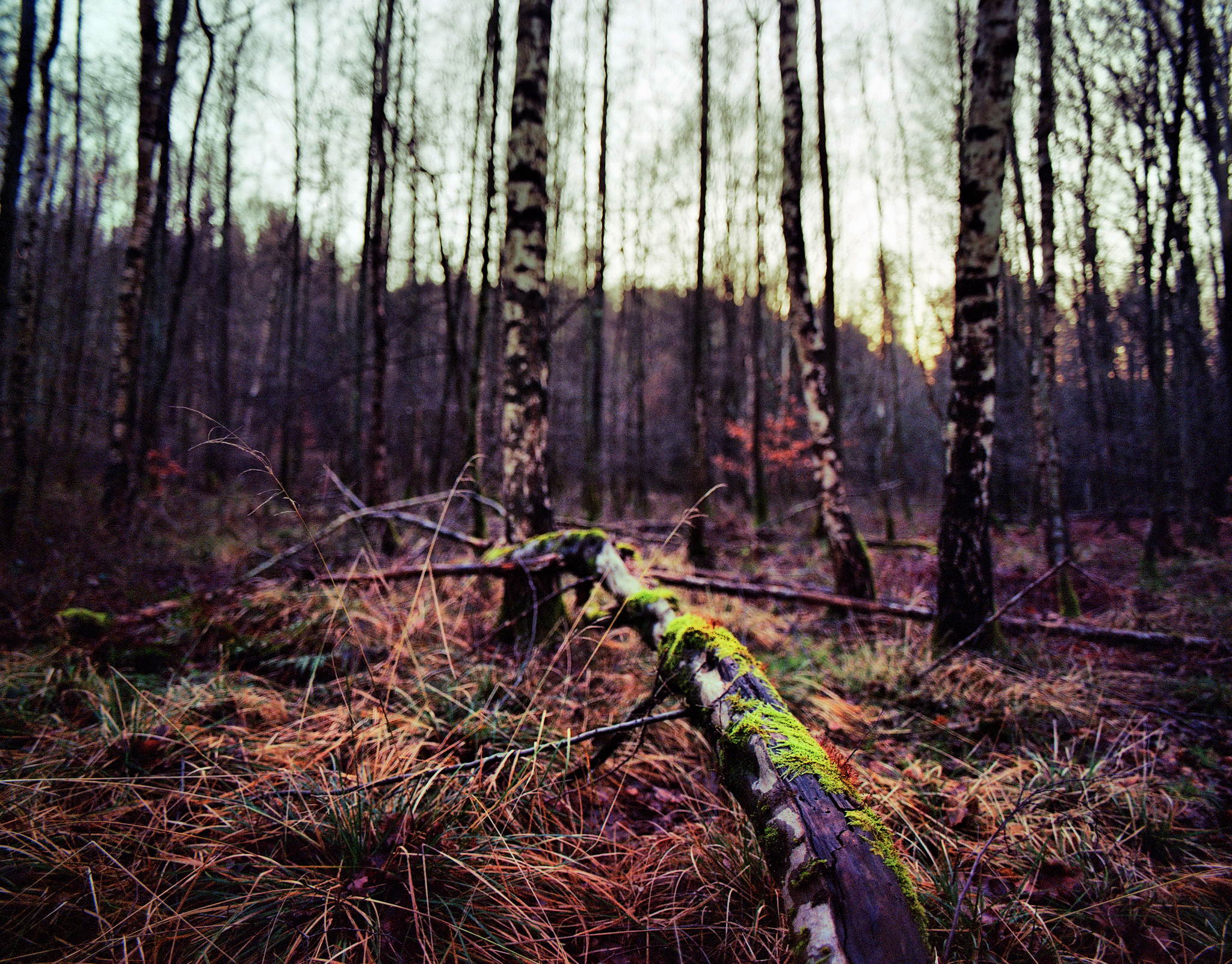 2018 01 18 pentax 6x7  01 39742567332 o