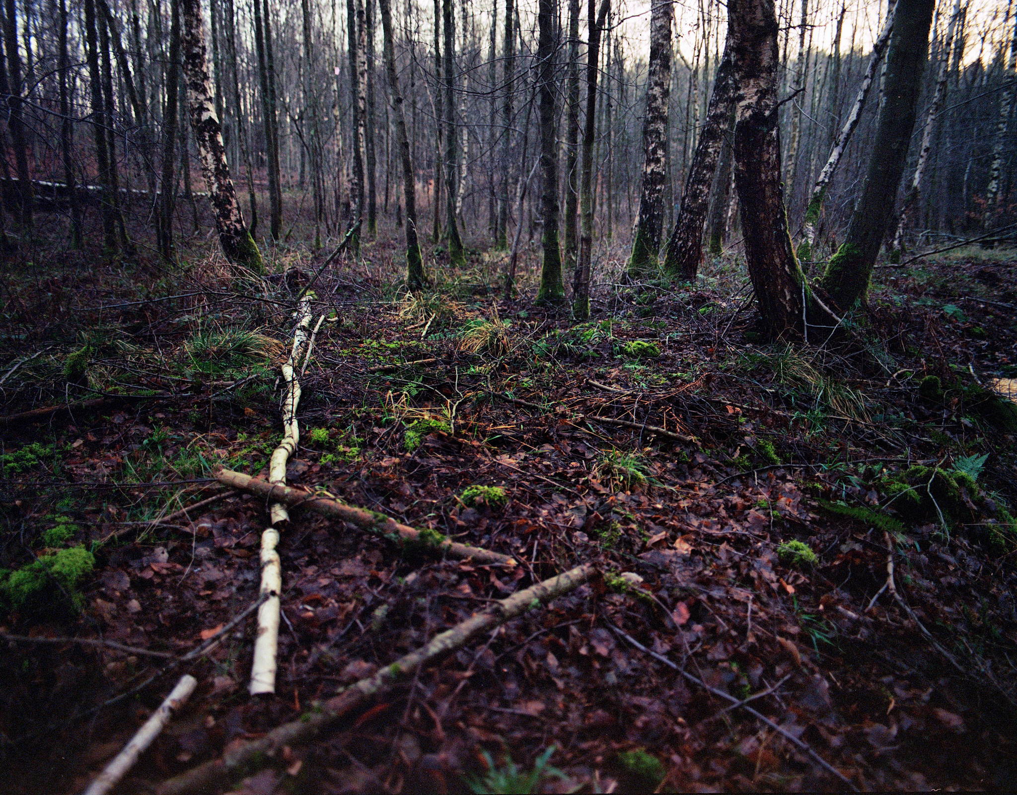 2018 01 18 pentax 6x7  02 25901866578 o